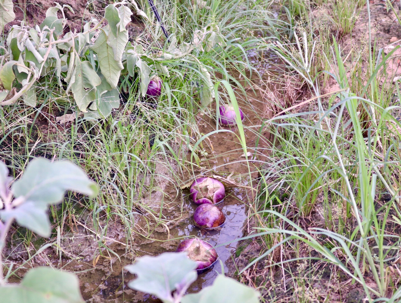 Nhiều loại cây củ quả rụng tan tác sau đợt gió bão vừa qua, ảnh hưởng lớn đến chất lượng, sản lượng nông sản thu được của người dân. Nhiều loại cây củ quả rụng tan tác sau đợt gió bão vừa qua, ảnh hưởng lớn đến chất lượng, sản lượng nông sản thu được của người dân.