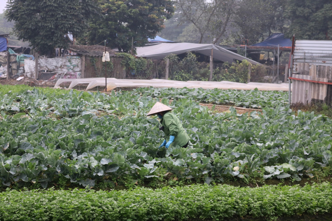 Bên cạnh những ruộng rau đang thu hoạch cũng còn nhiều loại rau đang độ phát triển, cần chăm sóc. Bên cạnh những ruộng rau đang thu hoạch cũng còn nhiều loại rau đang độ phát triển, cần chăm sóc.