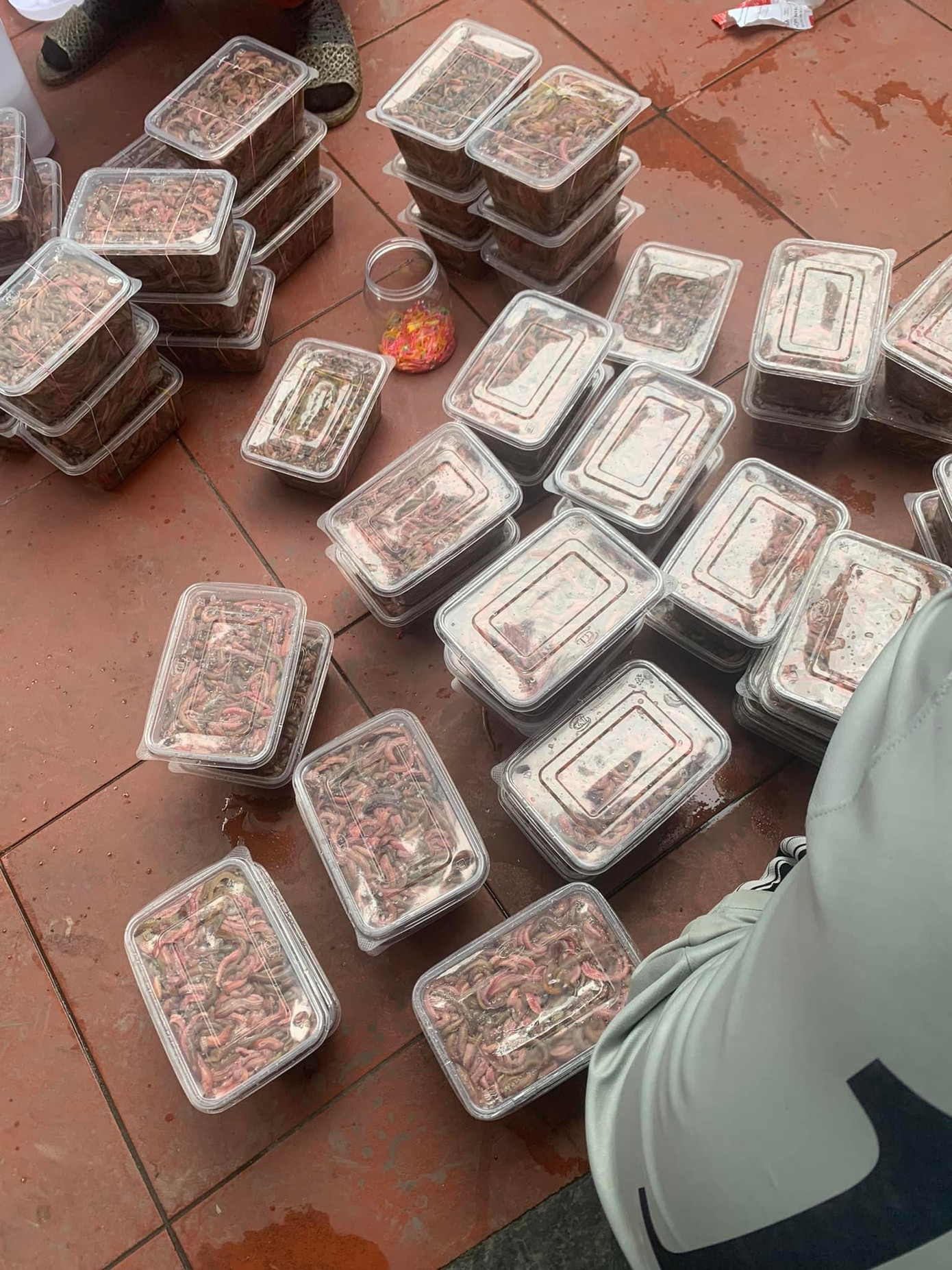 Rươi sau khi ráo nước sẽ được đóng vào các hộp khoảng 500g để giao đến cho khách.