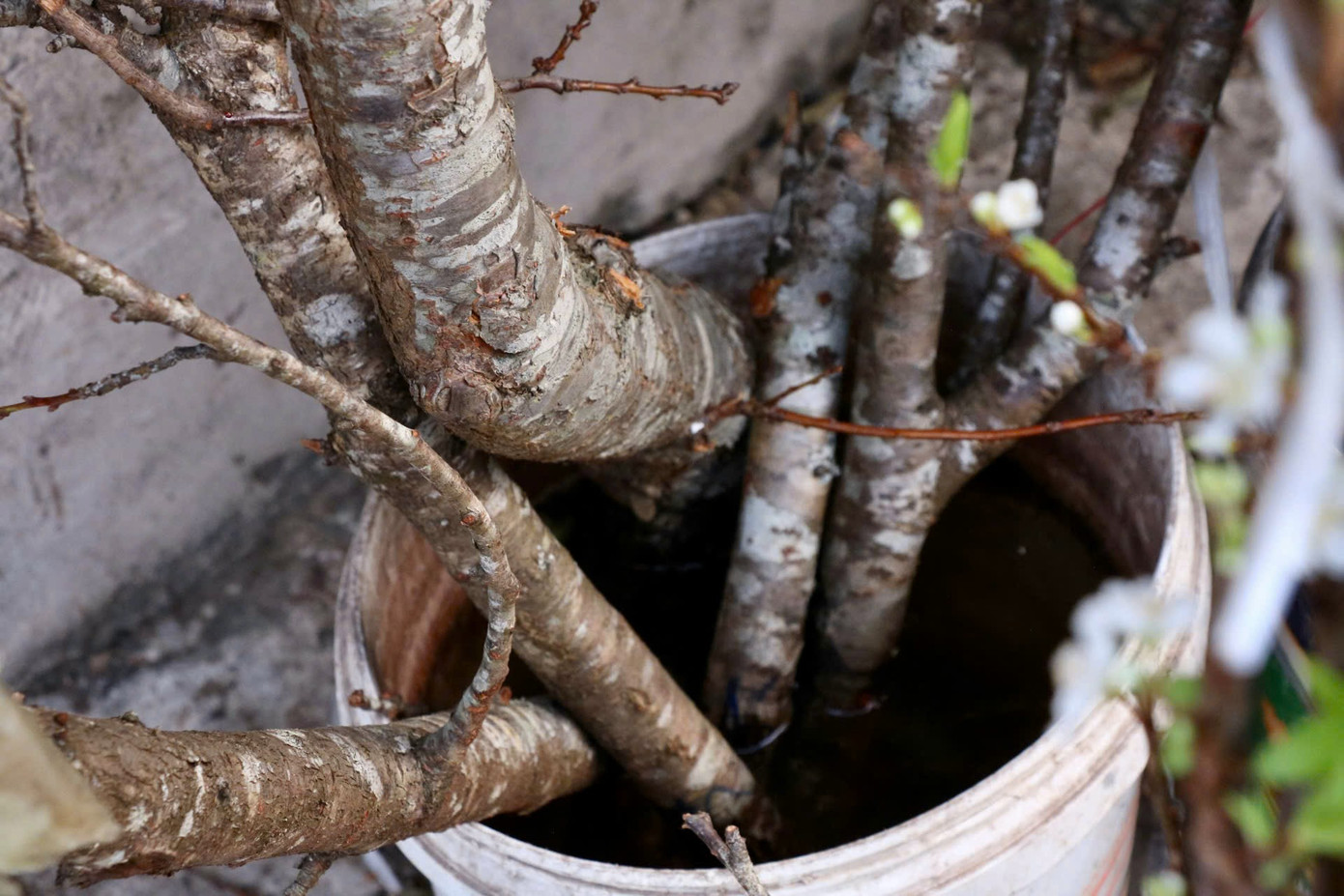Để hoa mận, hoa đào nở đẹp và bền vào đợt này, các tiểu thương chia sẻ "bí kíp" để chăm sóc cành từ việc cắm nước ấm, thay nước thường xuyên, đến phun sương lên các cành mỗi ngày để kích thích nụ nở nhanh hơn. Một mẹo nhỏ khác là chẻ gốc cành mận, cành đào thành hai hoặc bốn phần để giúp cành dễ hút nước, giữ hoa nở lâu hơn. Theo ông Hùng, sau khoảng 1 tuần chưng, hoa sẽ bắt đầu bung nở đợt đầu, rụng đi rồi lại cho ra đợt mới, mang đến niềm vui cho người yêu hoa. Để hoa mận, hoa đào nở đẹp và bền vào đợt này, các tiểu thương chia sẻ "bí kíp" để chăm sóc cành từ việc cắm nước ấm, thay nước thường xuyên, đến phun sương lên các cành mỗi ngày để kích thích nụ nở nhanh hơn. Một mẹo nhỏ khác là chẻ gốc cành mận, cành đào thành hai hoặc bốn phần để giúp cành dễ hút nước, giữ hoa nở lâu hơn. Theo ông Hùng, sau khoảng 1 tuần chưng, hoa sẽ bắt đầu bung nở đợt đầu, rụng đi rồi lại cho ra đợt mới, mang đến niềm vui cho người yêu hoa.