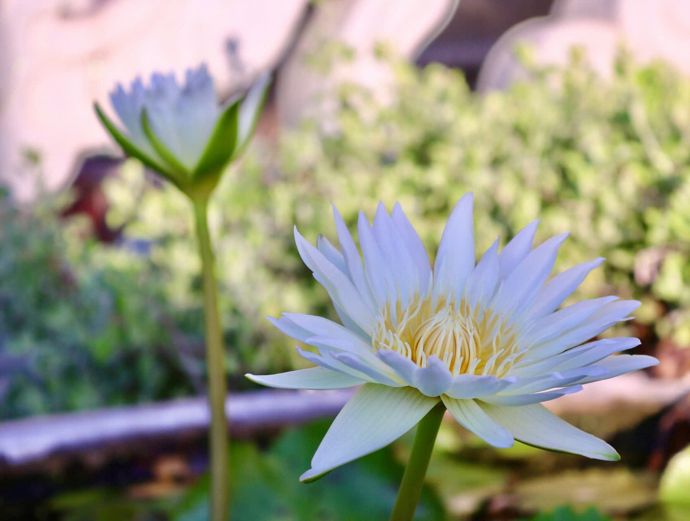 Một vị lãnh đạo xã Hoằng Trường cho biết chùa Bụt nằm trong quần thể công viên văn hóa tâm linh Lạch Trường, công trình do xã làm chủ đầu tư, xây dựng từ nguồn vốn xã hội hóa. Việc đầu tư xây dựng công viên văn hóa du lịch tâm linh Lạch Trường tạo điểm đến tham quan, du lịch, tâm linh, kết nối với khu du lịch sinh thái biển Hải Tiến và các khu di tích lịch sử tại xã Hoằng Trường, tạo thành chuỗi du lịch sinh thái, văn hóa, tâm linh, lịch sử của huyện.