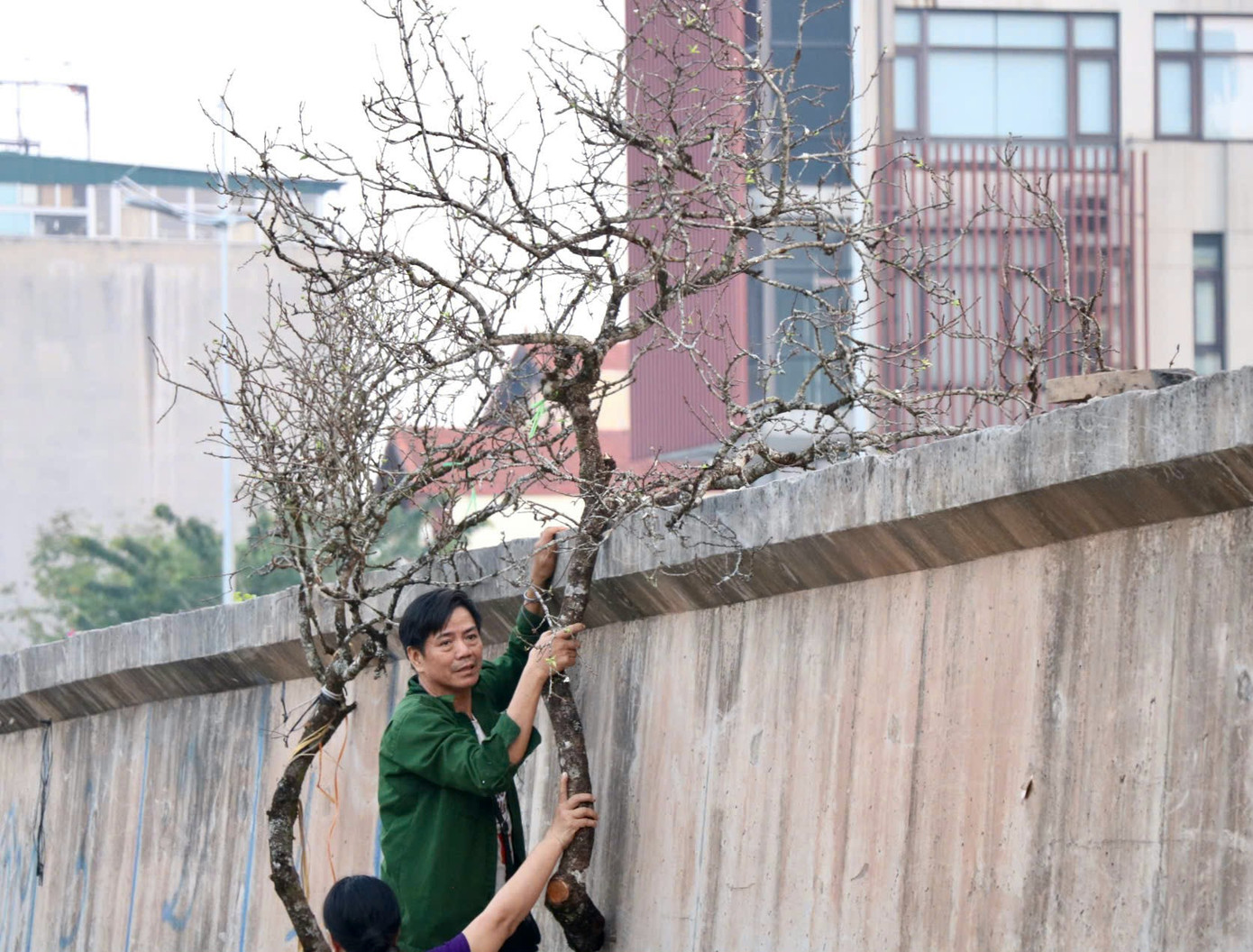 Theo đánh giá của nhiều tiểu thương, xu hướng chơi hoa mận, hoa đào sẽ ngày càng tăng vào dịp Tết, đặc biệt là trong bối cảnh người tiêu dùng ngày càng ưa chuộng những sản phẩm mang giá trị truyền thống và gần gũi với thiên nhiên. Với mức giá hợp lý, độ bền cao và vẻ đẹp tự nhiên, cành mận đang chiếm được lòng tin và sự yêu thích của nhiều khách hàng. Việc bán sớm không chỉ đáp ứng nhu cầu thị trường mà còn giúp người dân có thêm lựa chọn trong việc trang trí nhà cửa. Năm nay mận, đào cành Tây Bắc dự kiến sẽ khá đắt hàng do đào Nhật Tân vừa chịu thiệt hại lớn do bão số 3 Theo đánh giá của nhiều tiểu thương, xu hướng chơi hoa mận, hoa đào sẽ ngày càng tăng vào dịp Tết, đặc biệt là trong bối cảnh người tiêu dùng ngày càng ưa chuộng những sản phẩm mang giá trị truyền thống và gần gũi với thiên nhiên. Với mức giá hợp lý, độ bền cao và vẻ đẹp tự nhiên, cành mận đang chiếm được lòng tin và sự yêu thích của nhiều khách hàng. Việc bán sớm không chỉ đáp ứng nhu cầu thị trường mà còn giúp người dân có thêm lựa chọn trong việc trang trí nhà cửa. Năm nay mận, đào cành Tây Bắc dự kiến sẽ khá đắt hàng do đào Nhật Tân vừa chịu thiệt hại lớn do bão số 3