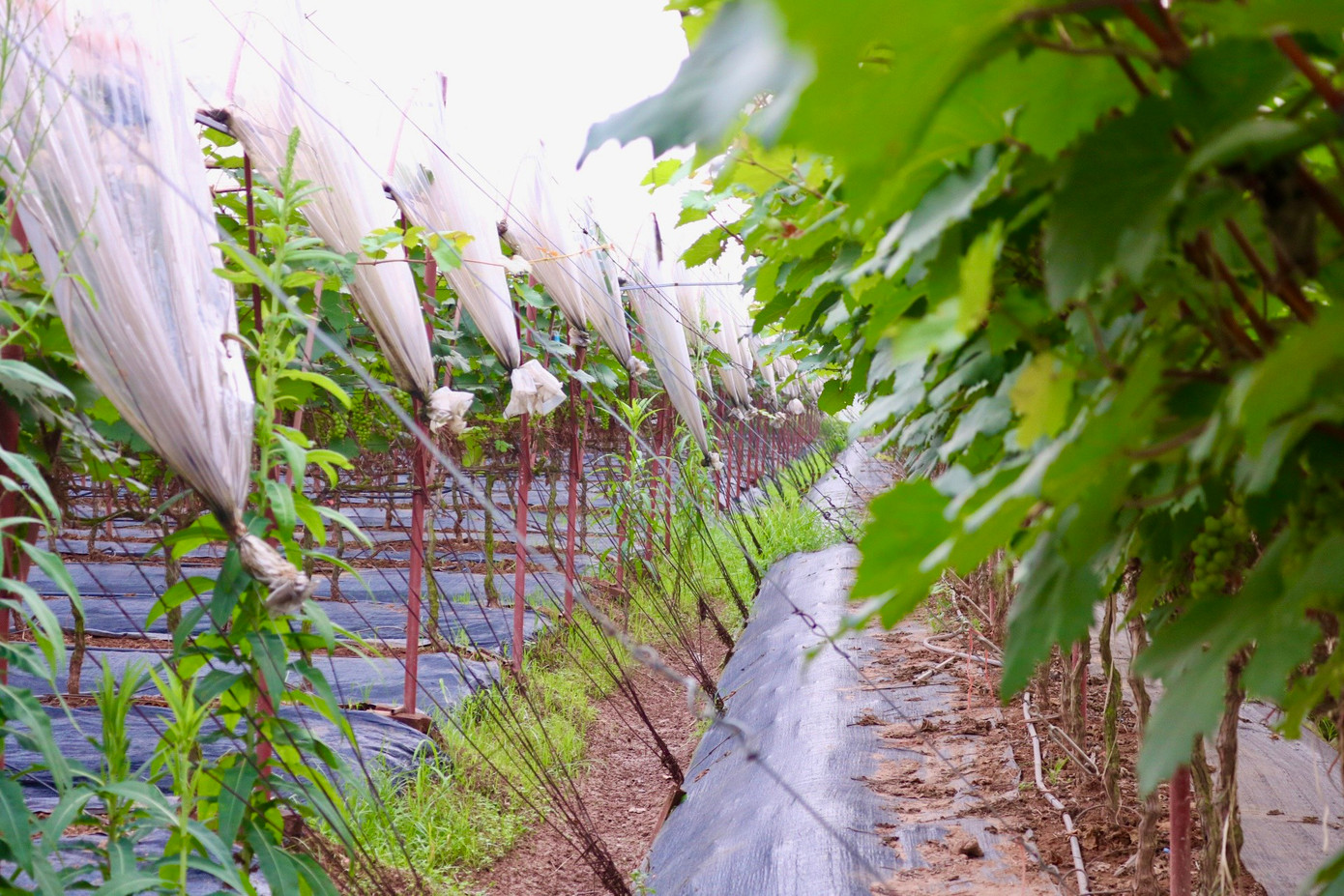 Từ những thửa ruộng bị bỏ trống của người dân, gia đình chị Nguyễn Hồng Hạnh (29 tuổi) - chủ vườn nho Hợi Hường đã mạnh dạn đầu tư thuê lại đất và chuyển đổi qua mô hình trồng nho hạ đen với mong muốn vừa phát triển được kinh tế vừa có thể kết hợp làm du lịch.