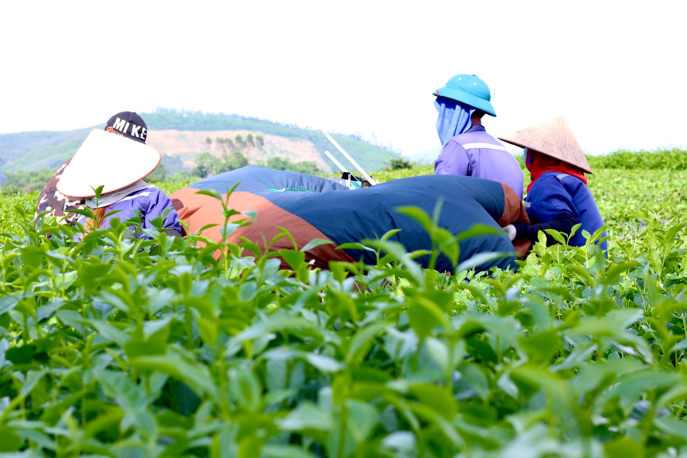 Trên nông trường trồng chè tại Mỹ Bằng (Mỹ Lâm, Yên Sơn, Tuyên Quang) những ngày gần đây nhộn nhịp bước vào vụ thu hoạch chè lớp hai. Bà con nông dân, công nhân nông trường tay kéo máy, tay cầm tải để đựng chè vừa mới thu hoạch.