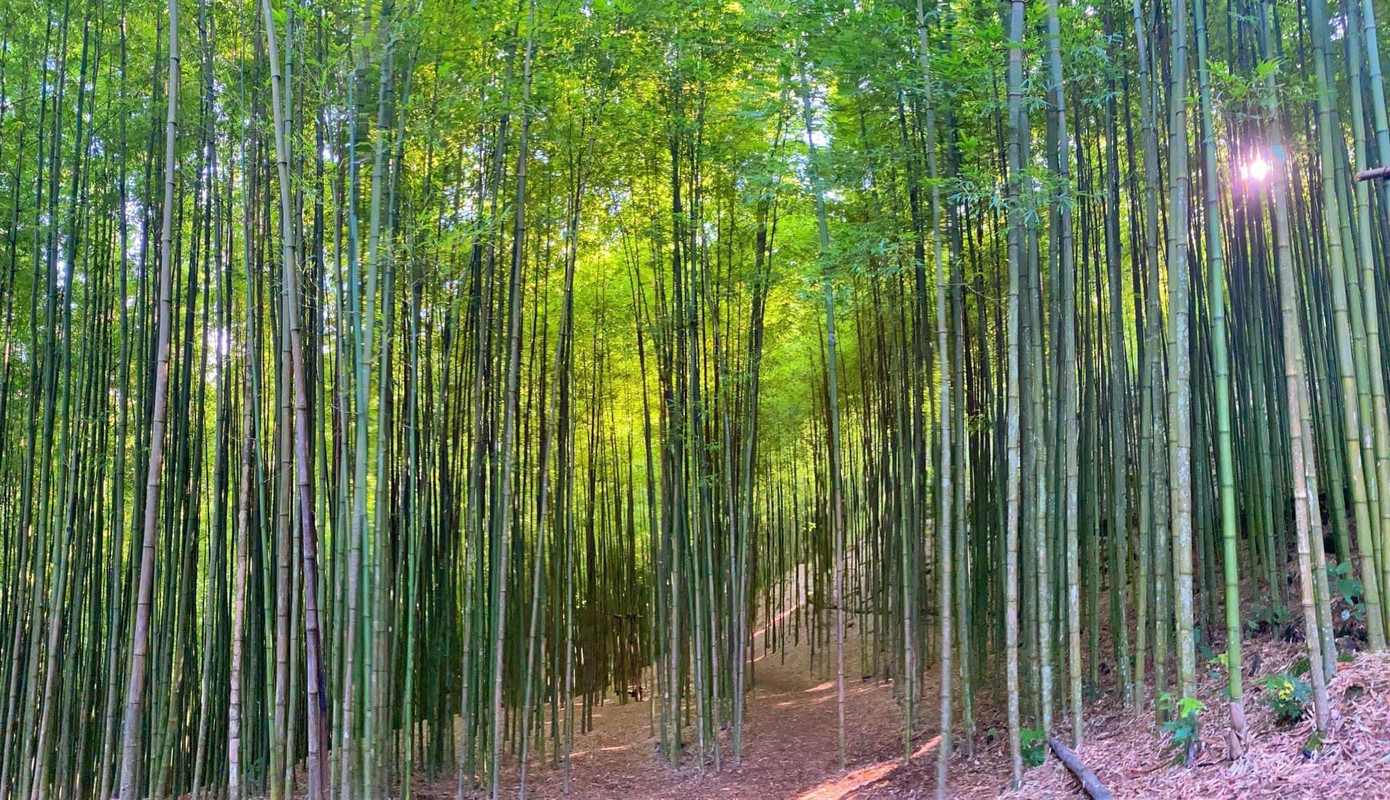 Rừng trúc Mồ Dề thuộc địa phận xã Mồ Dề, huyện Mù Cang Chải (Yên Bái) cách trung tâm thị trấn khoảng 3,5km. Rừng trúc không chỉ mang vẻ đẹp thiên nhiên hoang sơ mà còn gợi lên cảm giác như lạc vào một phân cảnh trong những bộ phim cổ trang.