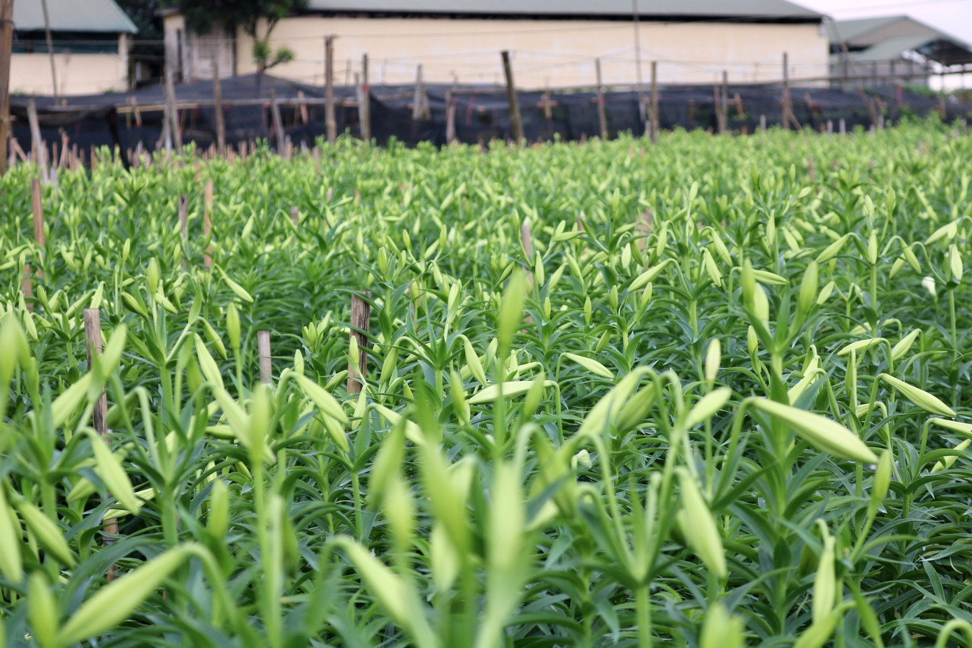 Hoa loa kèn hay còn được gọi là hoa huệ tây, hoa bách hợp,... đây là loại hoa vô cùng phổ biến trên thế giới. Hoa loa kèn hay còn được gọi là hoa huệ tây, hoa bách hợp,... đây là loại hoa vô cùng phổ biến trên thế giới.