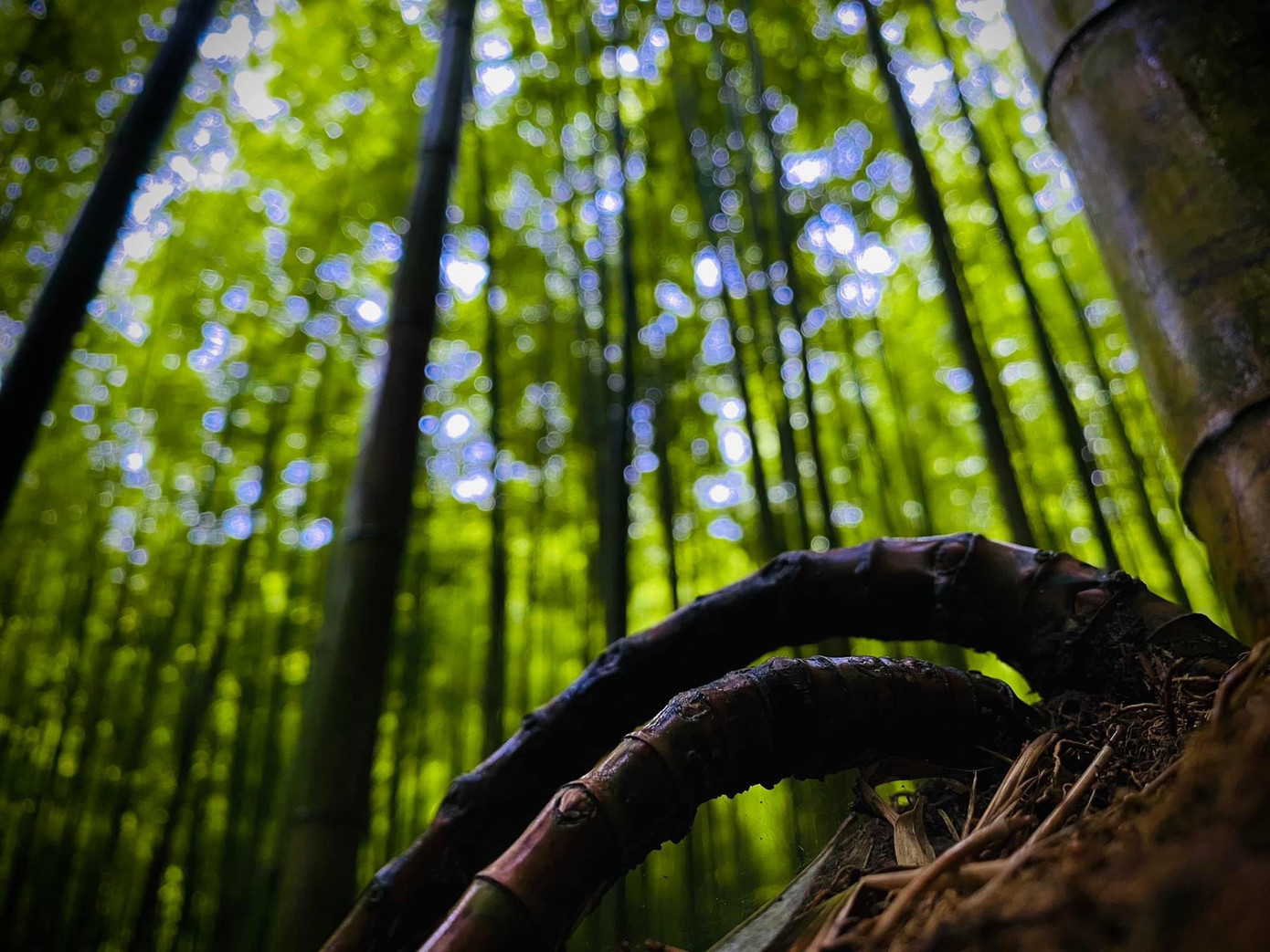 Men theo con đường mòn nhỏ trong rừng trúc, cảnh vật dần hiện ra trước mắt du khách đẹp đến mê mẩn. Những bậc thang nhỏ được đẽo ra từ đất, lan can hai bên thang cũng được làm từ chính những cây trúc trong rừng... không có sự xâm nhập của bê tông, cốt thép, mọi thứ nơi đây như vẫn giữ được vẻ đẹp hoang sơ vốn có.