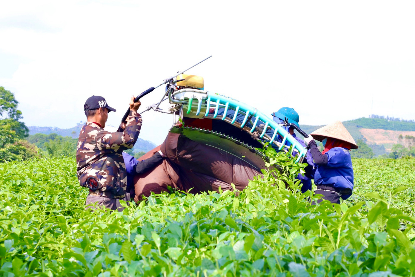 Hiện nay, tại xã Mỹ Bằng, bà con hầu hết trồng chè theo mô hình sản xuất tập thể kết hợp với doanh nghiệp. Công nhân sẽ chia về từng tổ đội để sản xuất và thu hoạch.