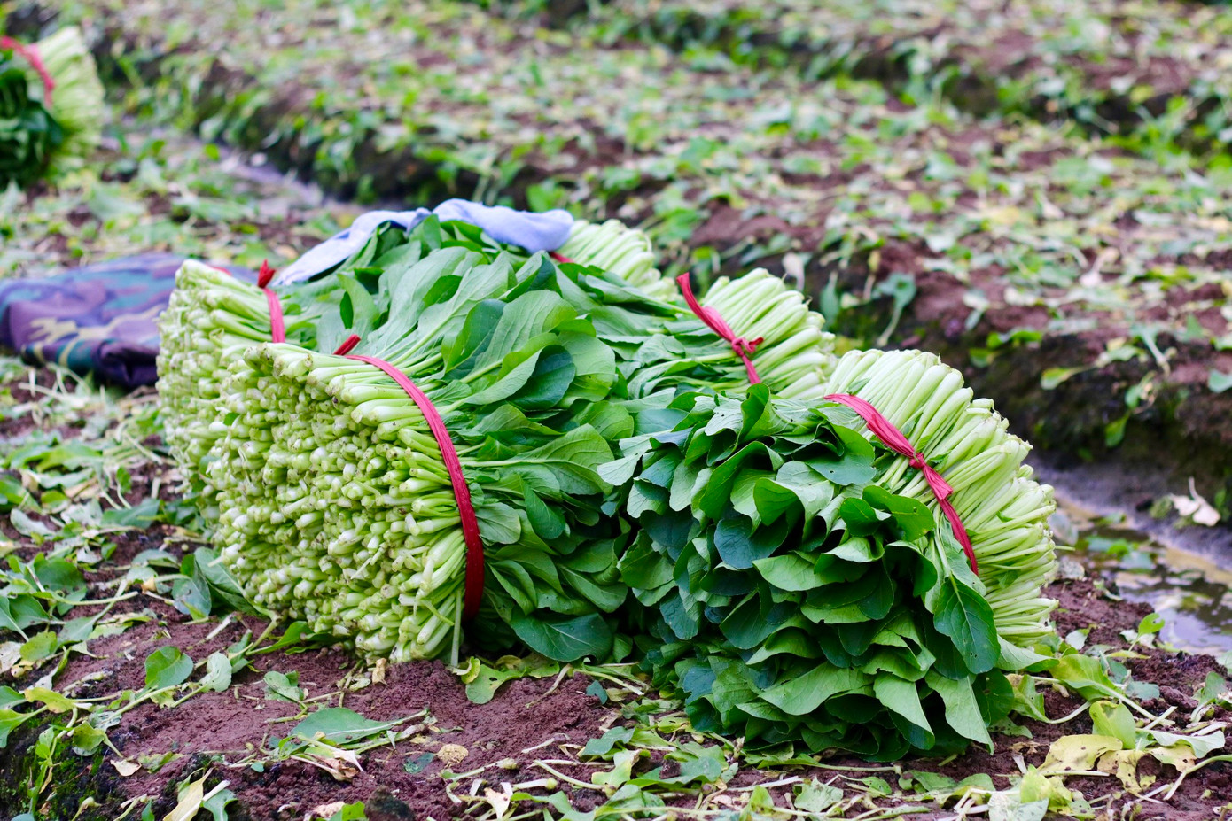 "Còn tùy vào thời tiết thì sản lượng rau trồng thu được cũng khác nhau. Khi trời nồm ẩm, rau nhanh phát triển nhưng cũng là lúc rau dễ bị dập, thối. Nếu trời rét cây sẽ thường lâu thu hoạch hơn dự kiến", chị Tỵ cho hay. "Còn tùy vào thời tiết thì sản lượng rau trồng thu được cũng khác nhau. Khi trời nồm ẩm, rau nhanh phát triển nhưng cũng là lúc rau dễ bị dập, thối. Nếu trời rét cây sẽ thường lâu thu hoạch hơn dự kiến", chị Tỵ cho hay.