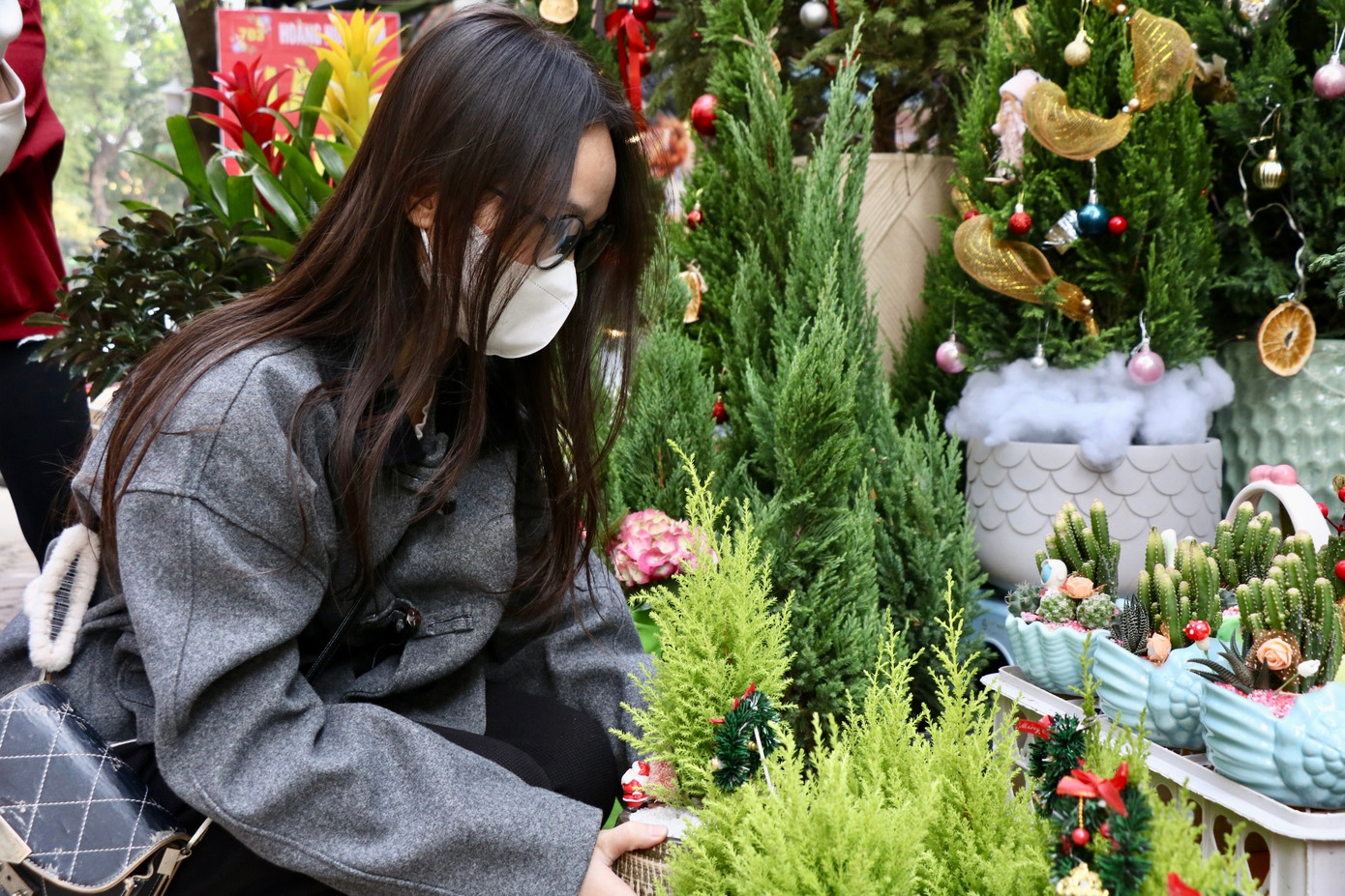 Một chủ cửa hàng cho biết, tùng tươi, thông tươi mini còn được nhiều người chọn mua tặng người thân, bạn bè trong mùa Noel.