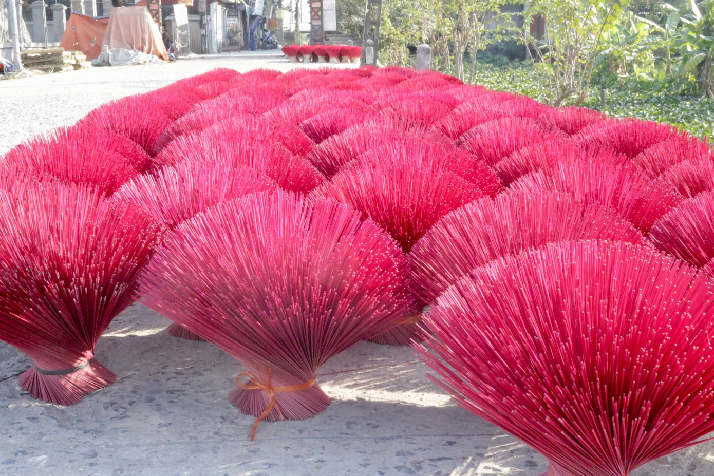 Những "Đóa chân hương" rực rỡ khoe sắc bên bờ mương Những "Đóa chân hương" rực rỡ khoe sắc bên bờ mương