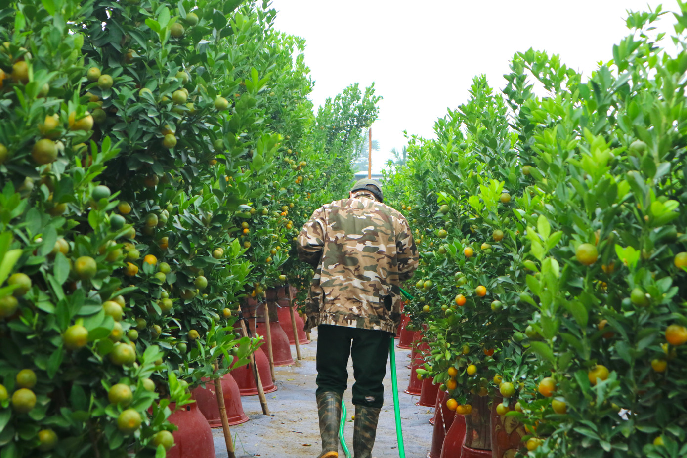 Để có được một vụ quất phục vụ nhu cầu chơi tết của người dân, những nhà vườn quất Tứ Liên đã phải bắt đầu nhập cây giống về chăm sóc, tiến hành cắt uốn, tạo hình ngay từ đầu tháng 1 âm lịch, tức là sau Tết Nguyên đán.