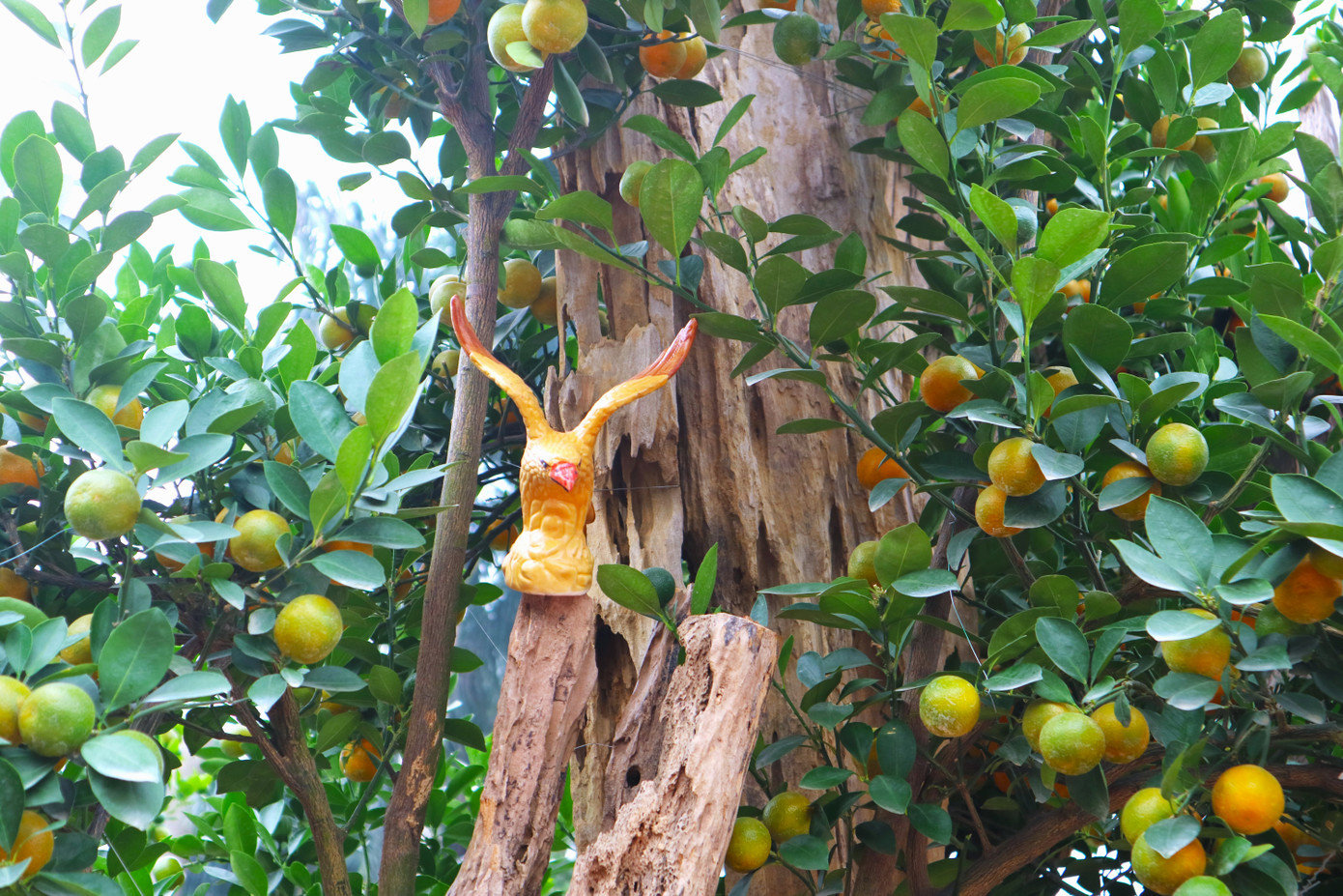 Sự kết hợp giữa gỗ lũa với quất truyền thống tạo ra những chậu quất cảnh độc đáo, đẹp mắt. Do đó, giá trị của mặt hàng này cũng cao hơn so với quất bình thường. Giá mỗi chậu quất ghép gỗ thường dao động từ 40 - 50 triệu/chậu. Với mặt hàng này, ngoài việc bán thì các chủ vườn cũng có hình thức cho thuê chơi tết với giá từ 4 - 8 triệu đồng tùy từng cây.