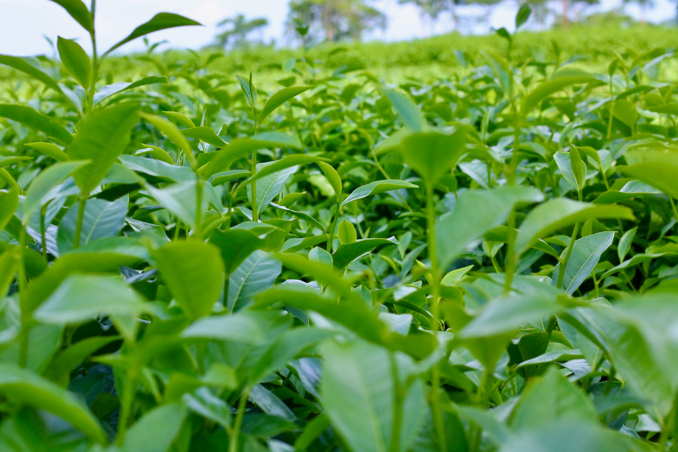 Chè năm nay được người trồng chè đánh giá là đẹp hơn mong đợi và cho sản lượng cao. Sau khi thu hoạch, chè sẽ được nhập về công ty với giá dao động từ 4.700-4.800 đồng/kg.