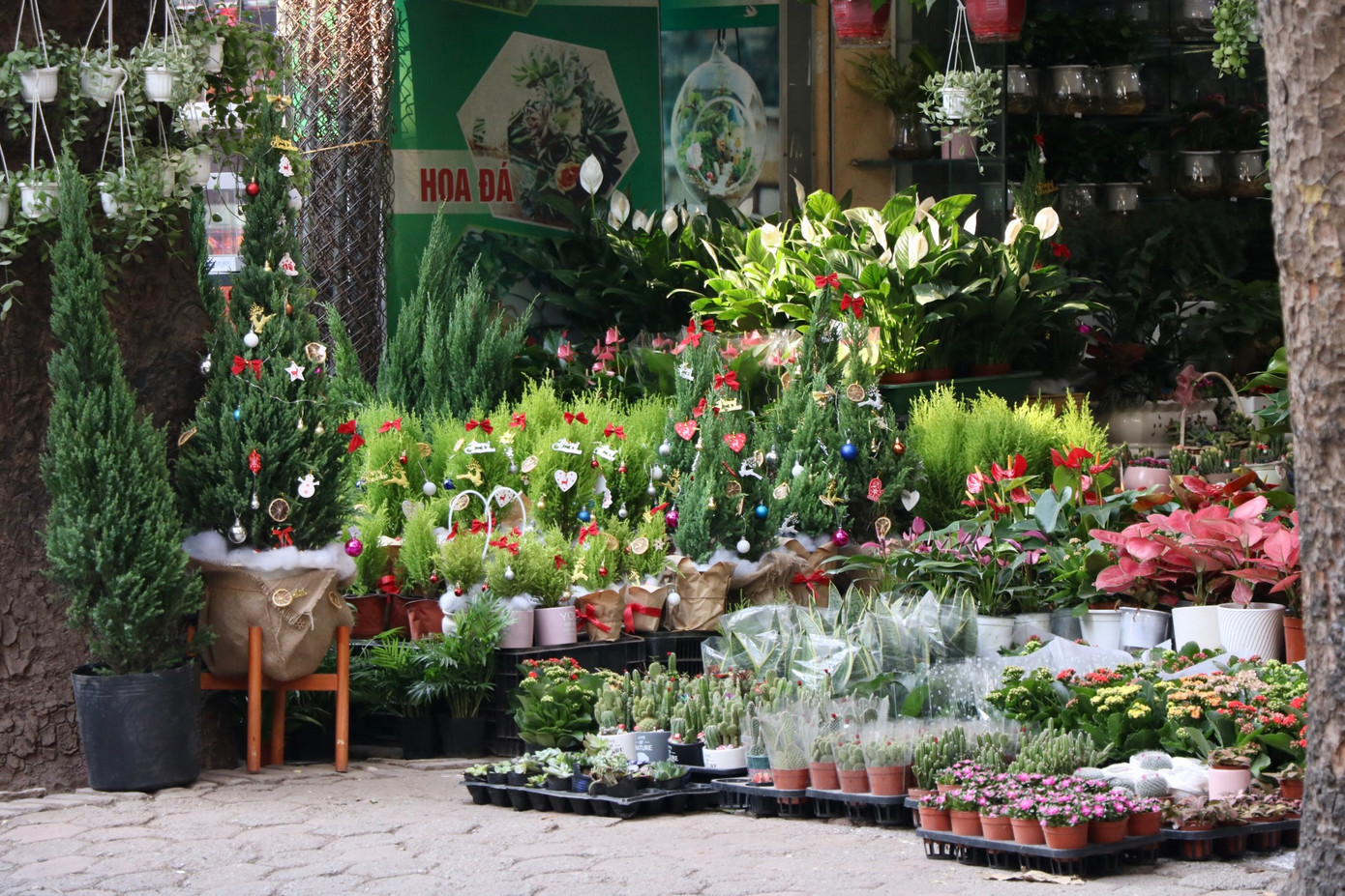 Chỉ còn gần 1 tuần nữa là đến Giáng sinh, nhiều người dân Hà Nội háo hức tìm mua cây trang trí trong nhà như thông tươi, tùng tươi.