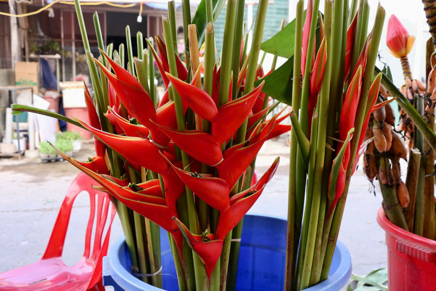 "Hoa chuối đợt này có 2 loại, hoa chuối rừng thường gặp có bắp giống hoa chuối thông thường nhưng màu sắc tươi tắn và bông đẹp hơn, loại thứ hai là hoa chuối mỏ phượng với những bông hoa nhỏ mọc thành chùm đỏ rực, đầu hơi vàng và có hình giống mỏ phượng", ông Hùng cho biết.