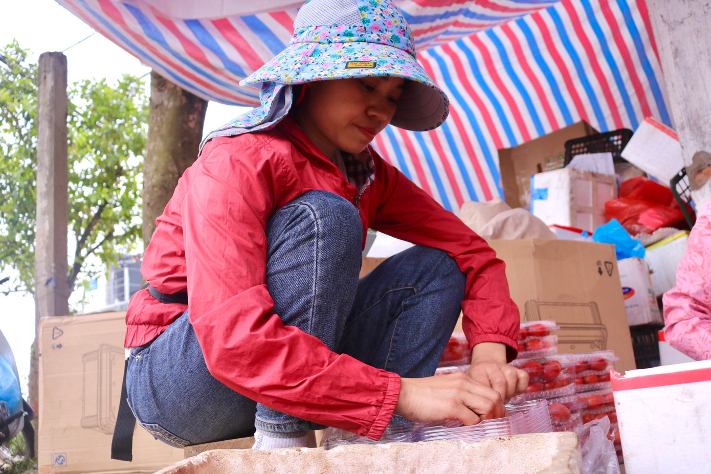 Những quả nhót chín sau khi thu mua lại từ người dân sẽ được gia đình chị Lan đóng vào hộp với trọng lượng khoảng 500g và được ngăn nhau bằng những lớp chống xóc. Những quả nhót chín sau khi thu mua lại từ người dân sẽ được gia đình chị Lan đóng vào hộp với trọng lượng khoảng 500g và được ngăn nhau bằng những lớp chống xóc.