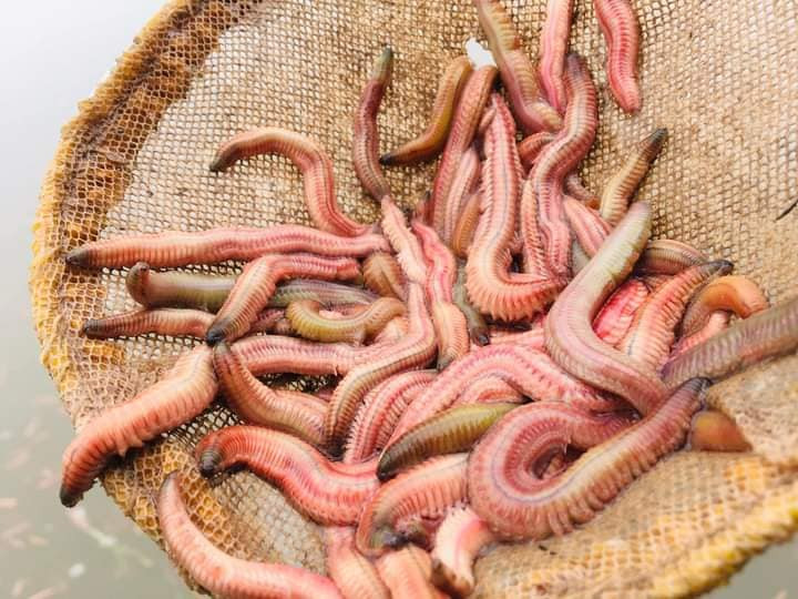 Rươi được vớt bằng những cây sào có khoanh lưới ở đầu.