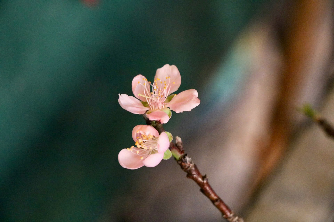 Cái thú chơi hoa sớm mang lại cho người chơi những trải nghiệm khác biệt so việc chơi hoa Tết đúng vụ. Trong không gian hiện đại của thành phố, hoa mận, hoa đào trở thành cầu nối mang hơi thở của núi rừng Tây Bắc đến với người dân thành thị, khiến mọi người cảm nhận rõ hơn vẻ đẹp và sự tinh tế của thiên nhiên Việt Nam. Cái thú chơi hoa sớm mang lại cho người chơi những trải nghiệm khác biệt so việc chơi hoa Tết đúng vụ. Trong không gian hiện đại của thành phố, hoa mận, hoa đào trở thành cầu nối mang hơi thở của núi rừng Tây Bắc đến với người dân thành thị, khiến mọi người cảm nhận rõ hơn vẻ đẹp và sự tinh tế của thiên nhiên Việt Nam.