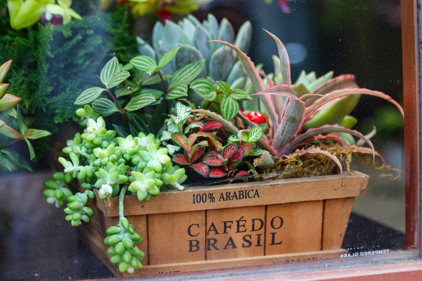 Những lẵng sen đá được tạo hình bắt mắt, sang trọng với nhiều loại sen đá khác nhau. Những lẵng sen đá được tạo hình bắt mắt, sang trọng với nhiều loại sen đá khác nhau.