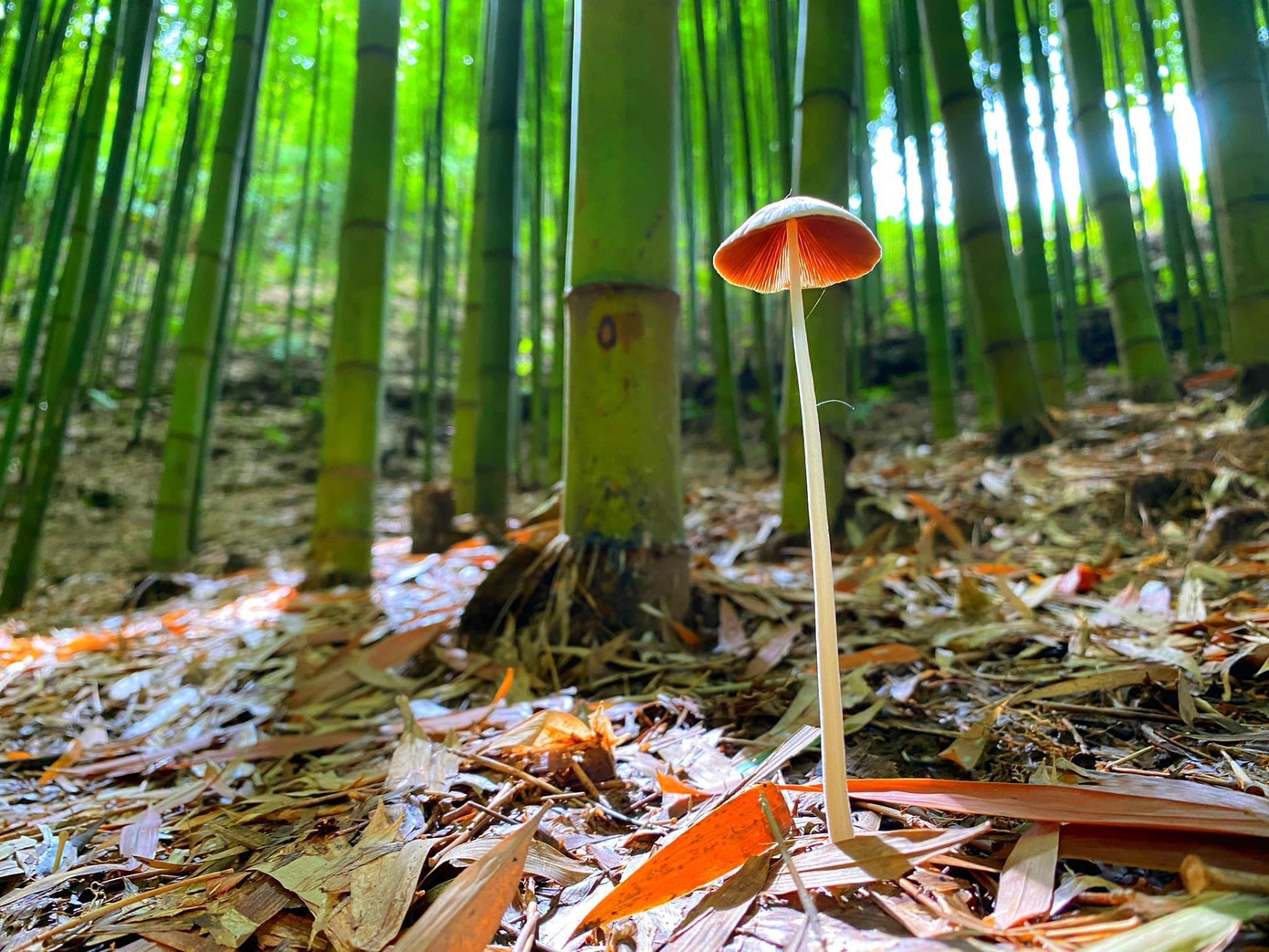 Môi trường dưới những tán trúc màu mỡ để cho những loài nấm phát triển.