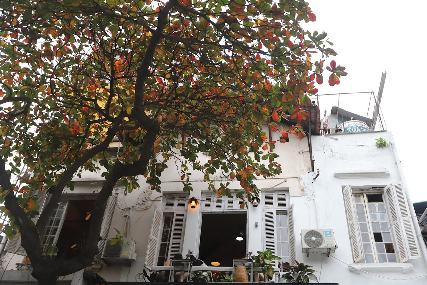 Lá bàng chuyển dần từ xanh sang cam và sau đó chuyển đỏ.