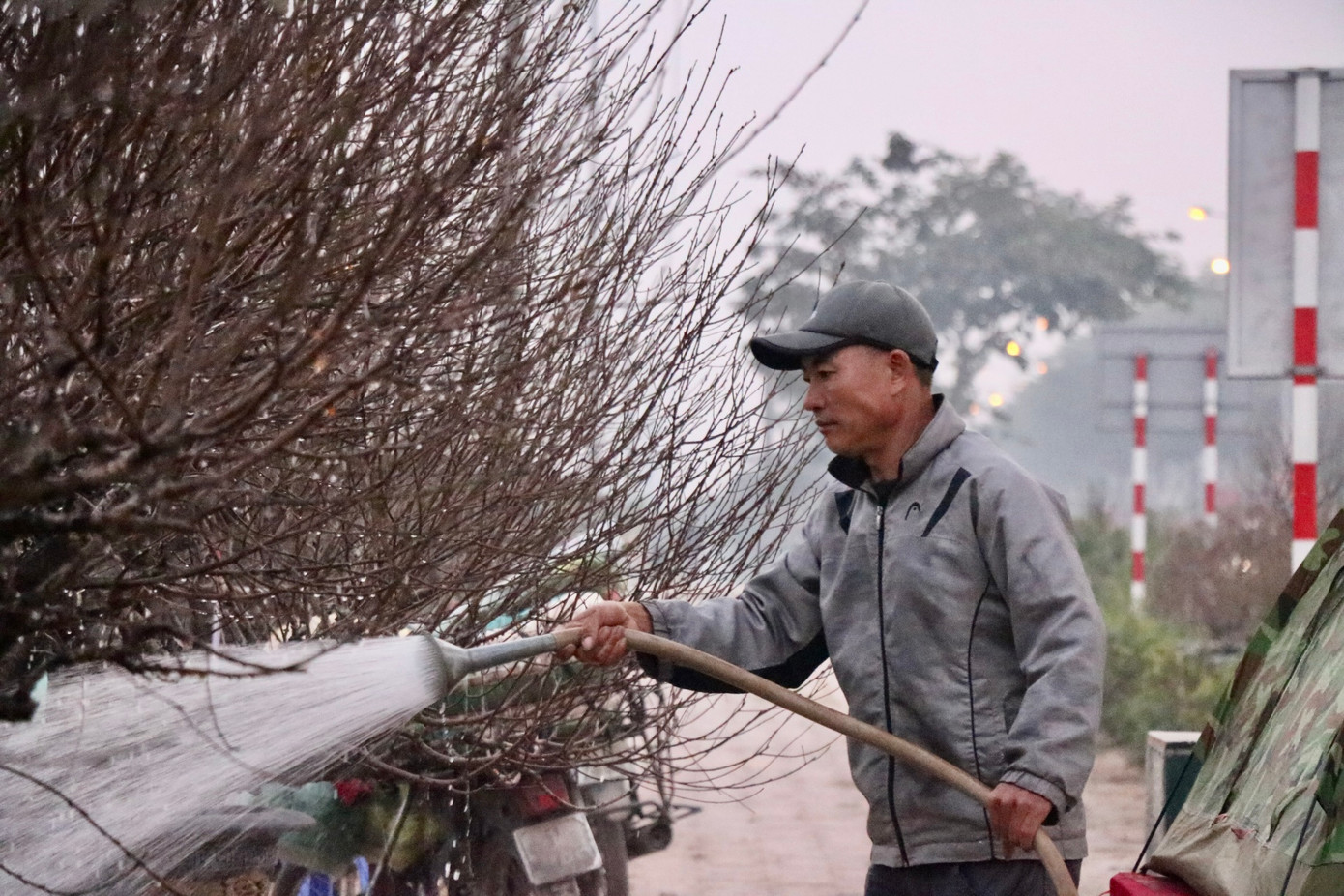 Đến thời điểm hiện tại, thị trường đào vẫn được tiểu thương đánh giá là trầm lắng so với mọi năm. Ông Phạm Thế Hùng, một người buôn đào cho biết năm nay nhà ông nhập về hơn 40 gốc đào cả to cả nhỏ và bắt đầu bày bán từ đầu tháng 1 dương lịch nhưng đến giờ vẫn chưa có khách hỏi.