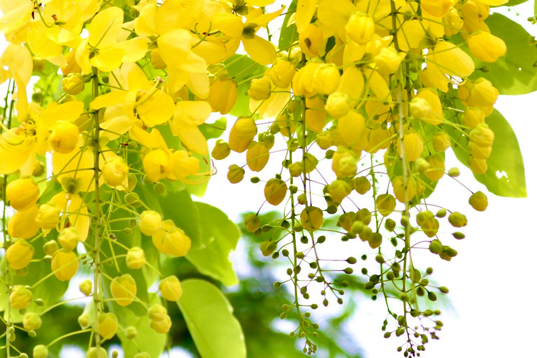 Muồng hoàng yến là loài hoa cánh mỏng, hình bầu dục, mặt ngoài cánh hoa mịn, mượt mà. Ở nước ta, loài hoa này thường mọc hoang trong các cánh rừng thưa ở nhiều tỉnh thuộc khu vực Tây Nguyên như Kon Tum, Đắk Lắk, Đắk Nông... Trên thị trường cây cảnh, loài này còn có tên là Osaka hay Osaka hoa vàng. Muồng hoàng yến là loài hoa cánh mỏng, hình bầu dục, mặt ngoài cánh hoa mịn, mượt mà. Ở nước ta, loài hoa này thường mọc hoang trong các cánh rừng thưa ở nhiều tỉnh thuộc khu vực Tây Nguyên như Kon Tum, Đắk Lắk, Đắk Nông... Trên thị trường cây cảnh, loài này còn có tên là Osaka hay Osaka hoa vàng.