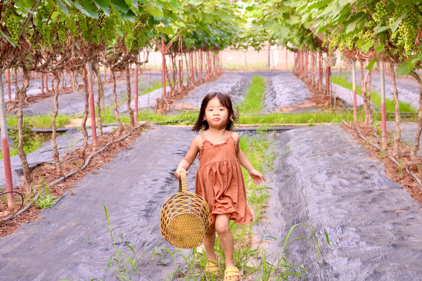 Bên cạnh hiệu quả về kinh tế, hiện tại vườn nho hạ đen nhà chị Hạnh còn là điểm tham quan thu hút nhiều người dân và du khách. Chủ vườn nho Hợi Hường cho biết năm đầu trồng nho thì gặp Covid - 19 phải giãn cách, nhà vườn phải đẩy mạnh quảng bá trên mạng xã hội. Sau đợt giãn cách, người dân tìm về vườn để trải nghiệm rất đông, có những ngày thu được đến 10 triệu tiền vé vào vườn.