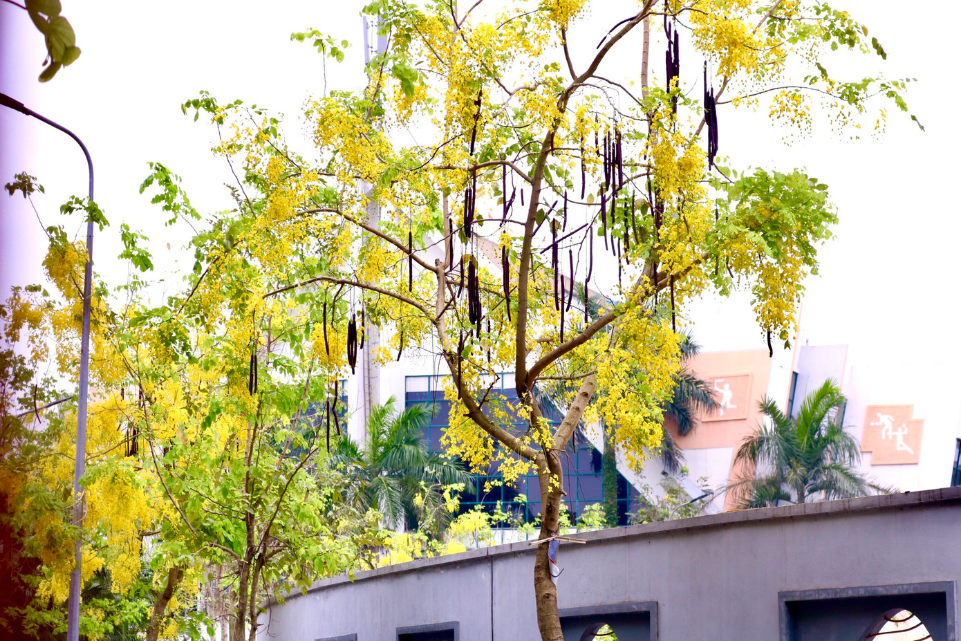 Nhiều góc phố Thủ đô trở nên chill hơn với sự xuất hiện của hoa muồng hoàng yến. Nhiều góc phố Thủ đô trở nên chill hơn với sự xuất hiện của hoa muồng hoàng yến.