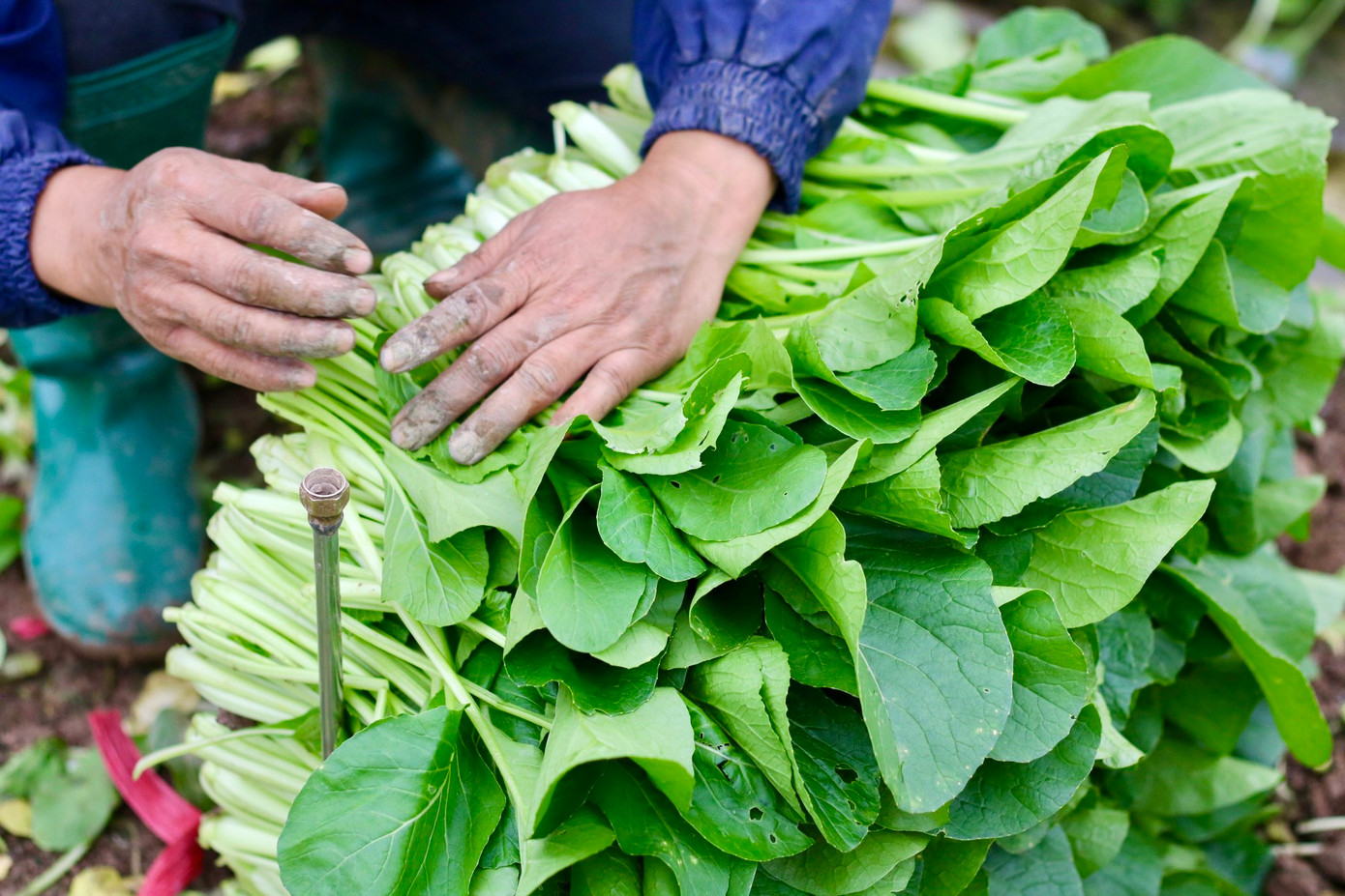 Tại xã Tiền Phong, rau được trồng quanh năm và thời gian thu hoạch ngắn. Đối với cải ngọt chỉ cần 30 - 35 ngày là có thể thu hoạch được, còn su hào khoảng 75 ngày, bắp cải khoảng 90 ngày,... Tại xã Tiền Phong, rau được trồng quanh năm và thời gian thu hoạch ngắn. Đối với cải ngọt chỉ cần 30 - 35 ngày là có thể thu hoạch được, còn su hào khoảng 75 ngày, bắp cải khoảng 90 ngày,...