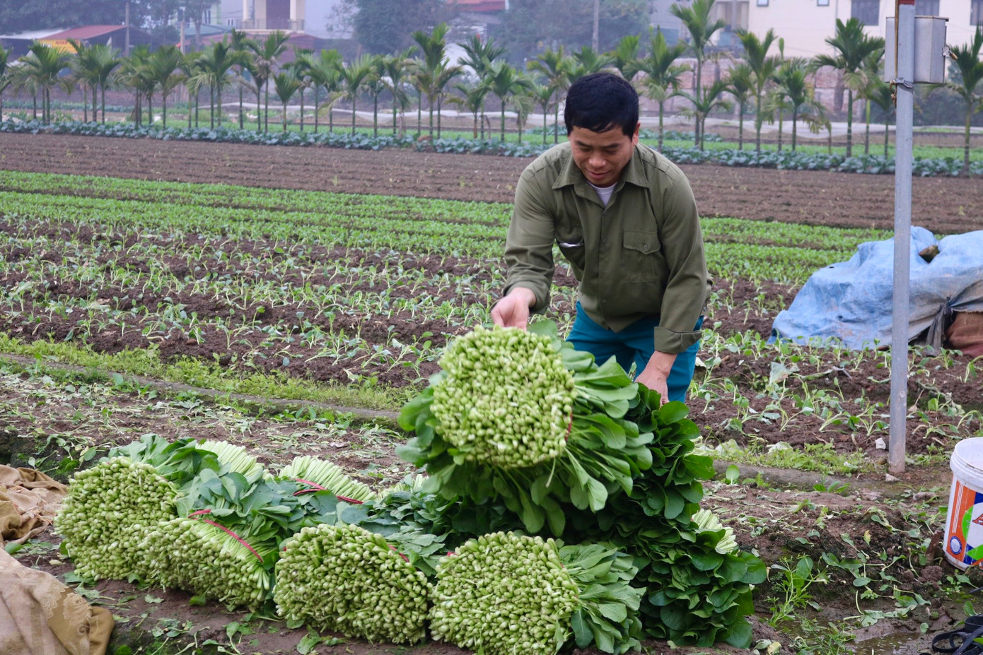 Tại đây, người dân thường "đổi công" cho nhau để thu hoạch. Một vài nhà sẽ tập trung lại thu hoạch cho từng nhà một. Còn nếu thuê người làm, tiền công khoảng 300.000 đồng/ngày với những đợt giá rau cao, vào thời điểm giá rau thấp, tiền công cũng giảm xuống còn 260.000 đồng/ngày. Tại đây, người dân thường "đổi công" cho nhau để thu hoạch. Một vài nhà sẽ tập trung lại thu hoạch cho từng nhà một. Còn nếu thuê người làm, tiền công khoảng 300.000 đồng/ngày với những đợt giá rau cao, vào thời điểm giá rau thấp, tiền công cũng giảm xuống còn 260.000 đồng/ngày.