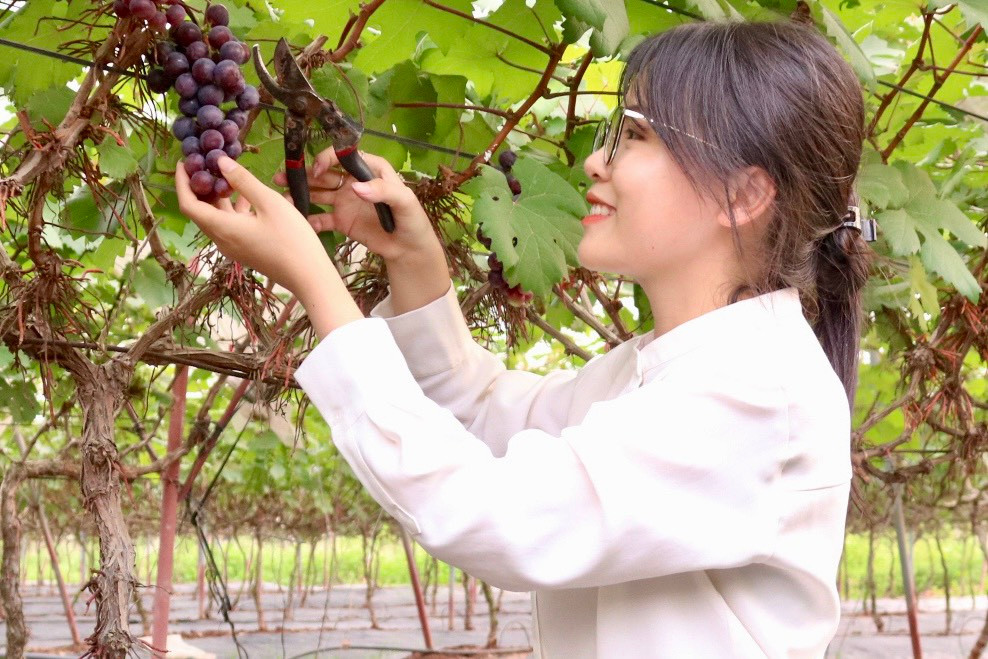 Nho bắt đầu chín từ khoảng giữa tháng 5, đến giữa tháng 6 là thời điểm nho chín rộ nhất và khi đó nhà vườn bắt đầu mở cửa đón khách. Vé vào cửa đối với người lớn là 30.000 đồng/người và trẻ em là 20.000 đồng/người. Khi đến với vườn nho, du khách sẽ được trải nghiệm tự tay cắt những chùm nho tươi sạch từ trên cây xuống và mua về làm quà nếu có nhu cầu.