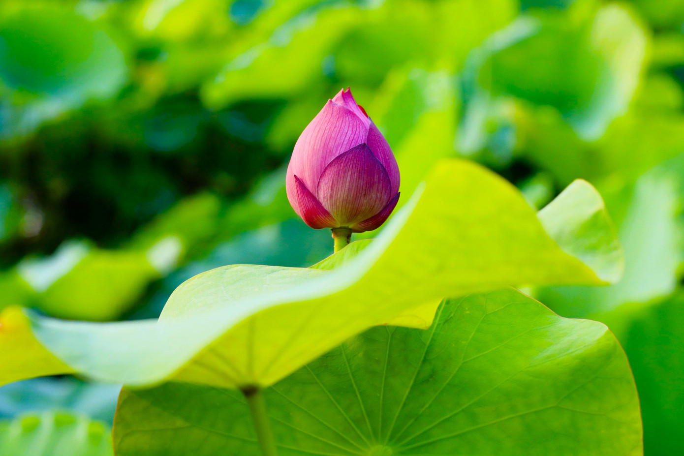 Những búp sen "chúm chím" chờ ngày hé tỏa hương.