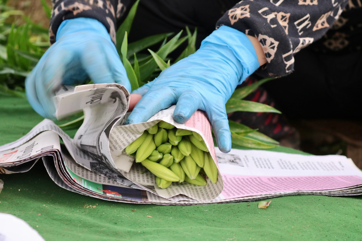 Sau khi thu hoạch, bà Nhàn ngồi bó luôn tại ruộng để thương lái đến lấy. Sau khi thu hoạch, bà Nhàn ngồi bó luôn tại ruộng để thương lái đến lấy.