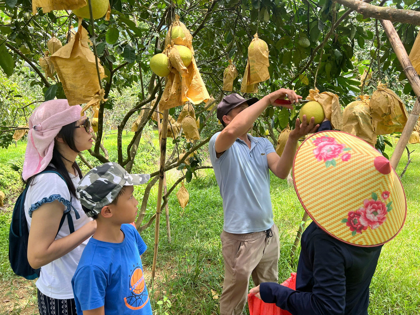 Đến mùa bưởi chín, nhiều gia đình đưa nhau đến các vườn bưởi để check-in và trải nghiệm tận tay hái những trái bưởi tươi ngon trên cành.