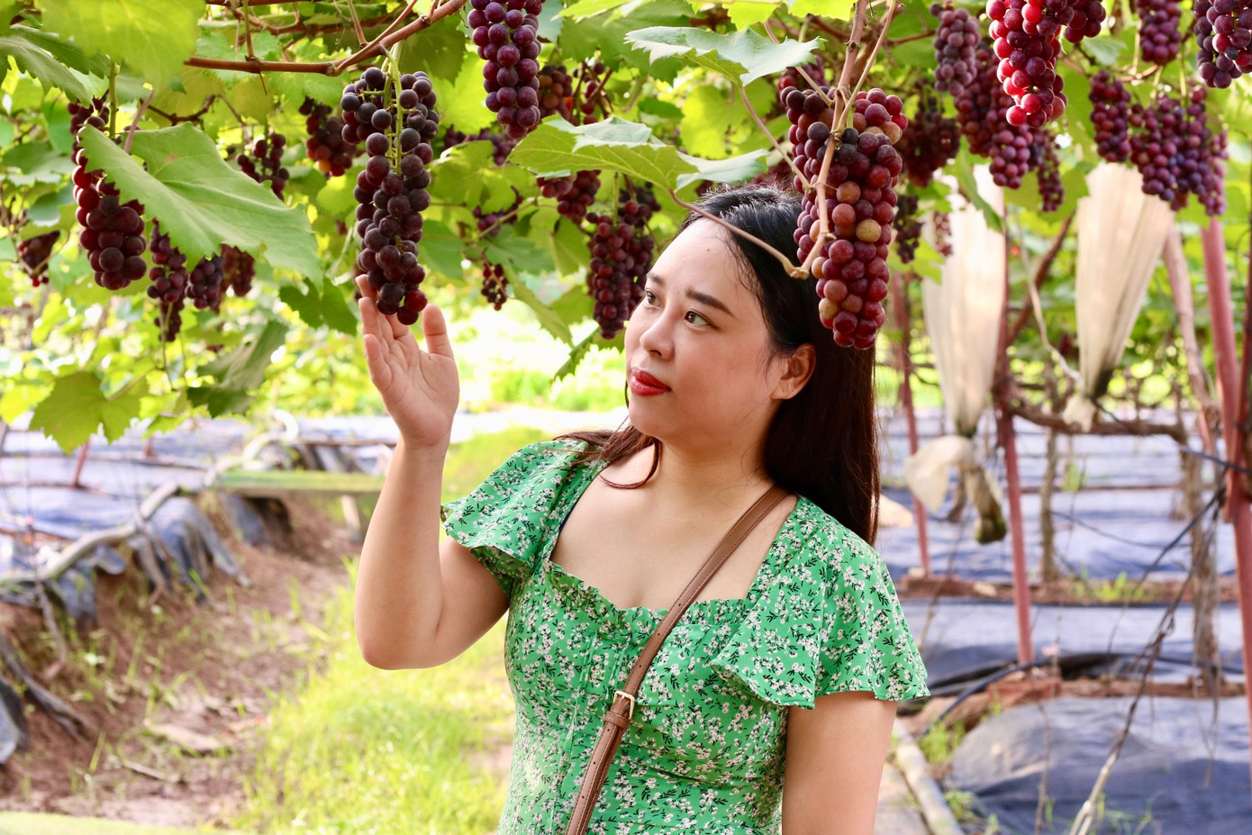 Được biết, giá vào cửa là 30.000 đồng với vé người lớn và 20.000 đồng với trẻ em.