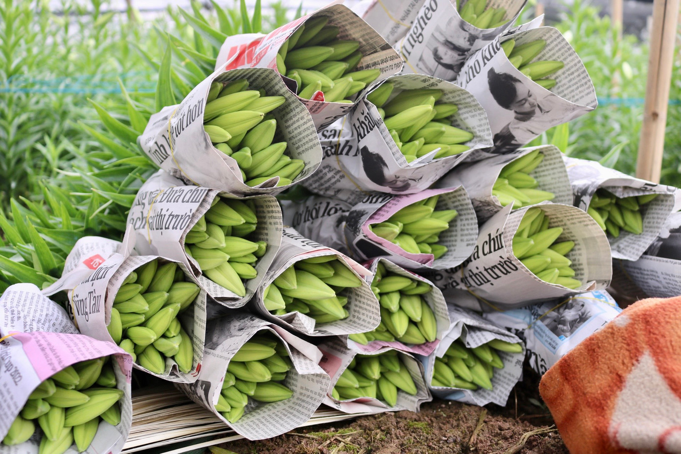 Mỗi bó có 20 bông và được bà Nhàn nhập cho dân buôn khoảng 30.000 đồng. Theo bà Nhàn: "Giá hoa loa kèn năm nay cũng có khởi sắc hơn năm trước, tuy nhiên sản lượng không cao nên gia đình tôi đang lo không biết có gỡ lại đủ vốn hay không". Mỗi bó có 20 bông và được bà Nhàn nhập cho dân buôn khoảng 30.000 đồng. Theo bà Nhàn: "Giá hoa loa kèn năm nay cũng có khởi sắc hơn năm trước, tuy nhiên sản lượng không cao nên gia đình tôi đang lo không biết có gỡ lại đủ vốn hay không".