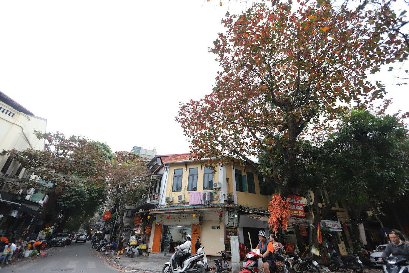 Bàng thuộc loại cây thân gỗ lớn sinh trưởng tại các vùng nhiệt đới. Cây bàng có thể cao tới 35m, các tán lá thẳng, đối xứng mọc trên các cành ngang. Cây càng già, tán lá càng phẳng dần tạo thành hình cái bát trải rộng.