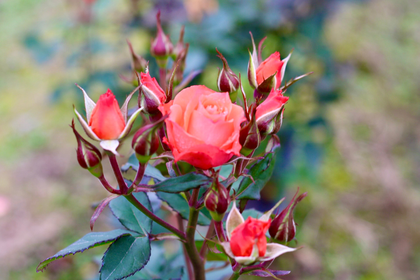 Hoa hồng tại làng hoa Mê Linh được trồng với đa dạng chủng loại để có thể đáp ứng cho nhu cầu chơi hoa ngày càng phong phú của người dân. Hoa hồng tại làng hoa Mê Linh được trồng với đa dạng chủng loại để có thể đáp ứng cho nhu cầu chơi hoa ngày càng phong phú của người dân.