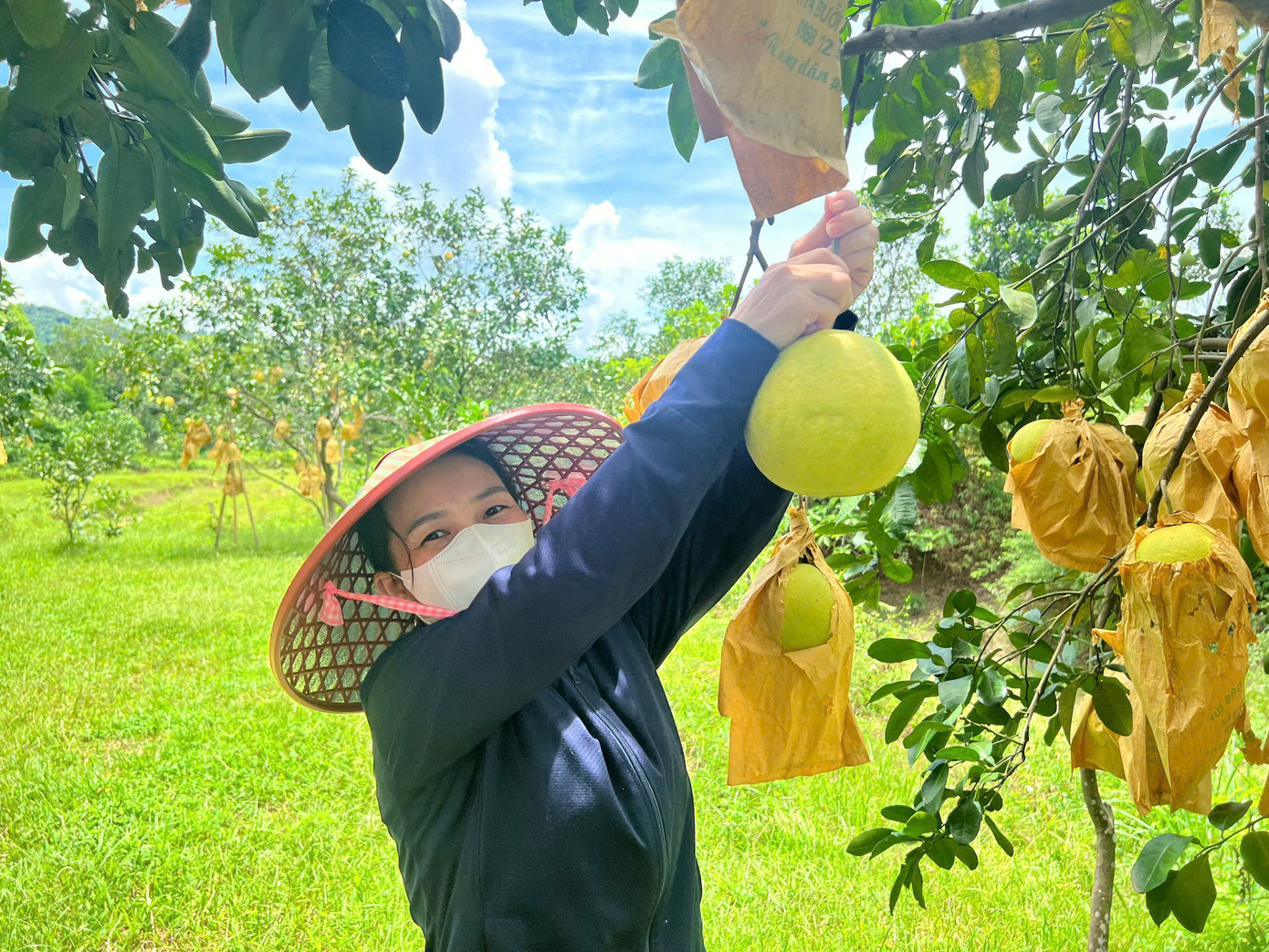 Vào những ngày gần đây, người dân tại thủ phủ bưởi Phúc Trạch lớn nhất miền Trung đang hối hả vào vụ thu hoạch bưởi. Lứa bưởi thu hoạch lần này chủ yếu để phục vụ cho dịp Rằm tháng 8 sắp tới.