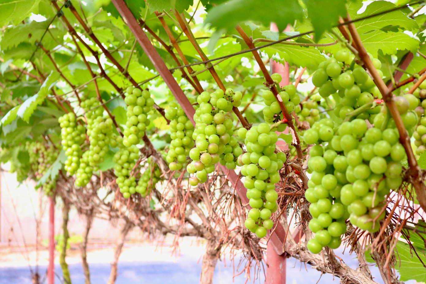 Với diện tích trồng nho lên đến 5000 m2, hiện tại vườn nhà chị Hạnh có khoảng 1.500 gốc nho, chủ yếu là nho hạ đen được lấy giống từ Đại học Nông Lâm Bắc Giang, bên cạnh đó cũng có một số ít là nho móng tay, nho sữa được gia đình trồng thí điểm với số lượng ít.