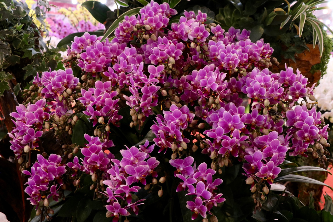 Theo ghi nhận, giá lan năm nay không thay đổi so với mọi năm, giá lan cành vẫn được bán với giá khoảng 300.000 đồng/cành. Theo ghi nhận, giá lan năm nay không thay đổi so với mọi năm, giá lan cành vẫn được bán với giá khoảng 300.000 đồng/cành.