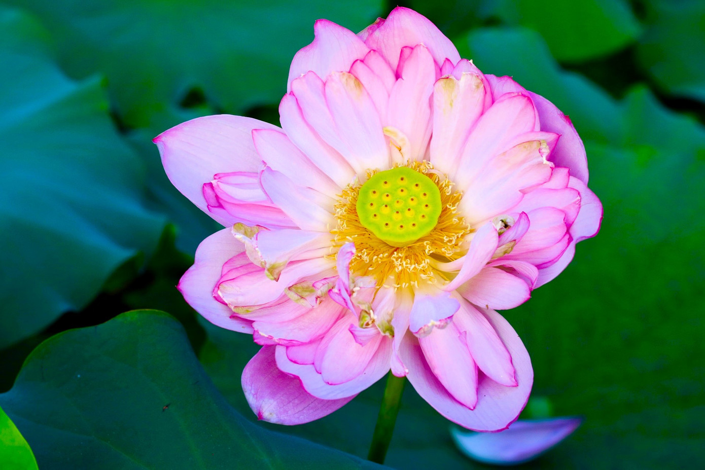 Những bông sen nở sớm bung xòe cánh khoe sắc, khoe hương giữa đầm sen khiến không gian đầm có điểm nhấn hơn, hấp dẫn hơn. Anh Đỗ Xuân Phúc - chủ đầm sen Hà Tuyến chia sẻ: "Gia đình tôi làm sen ở đây đã được gần 20 năm. Trước đây gia đình tôi trồng chủ yếu là sen hồng nhưng tầm 2 năm trở lại đây chúng tôi chuyển qua trồng sen trắng. Chúng tôi đầu tư vào đầm sen rất nhiều nên với mỗi lượt khách vào check in chúng tôi sẽ thu phí 50.000 đồng/người".