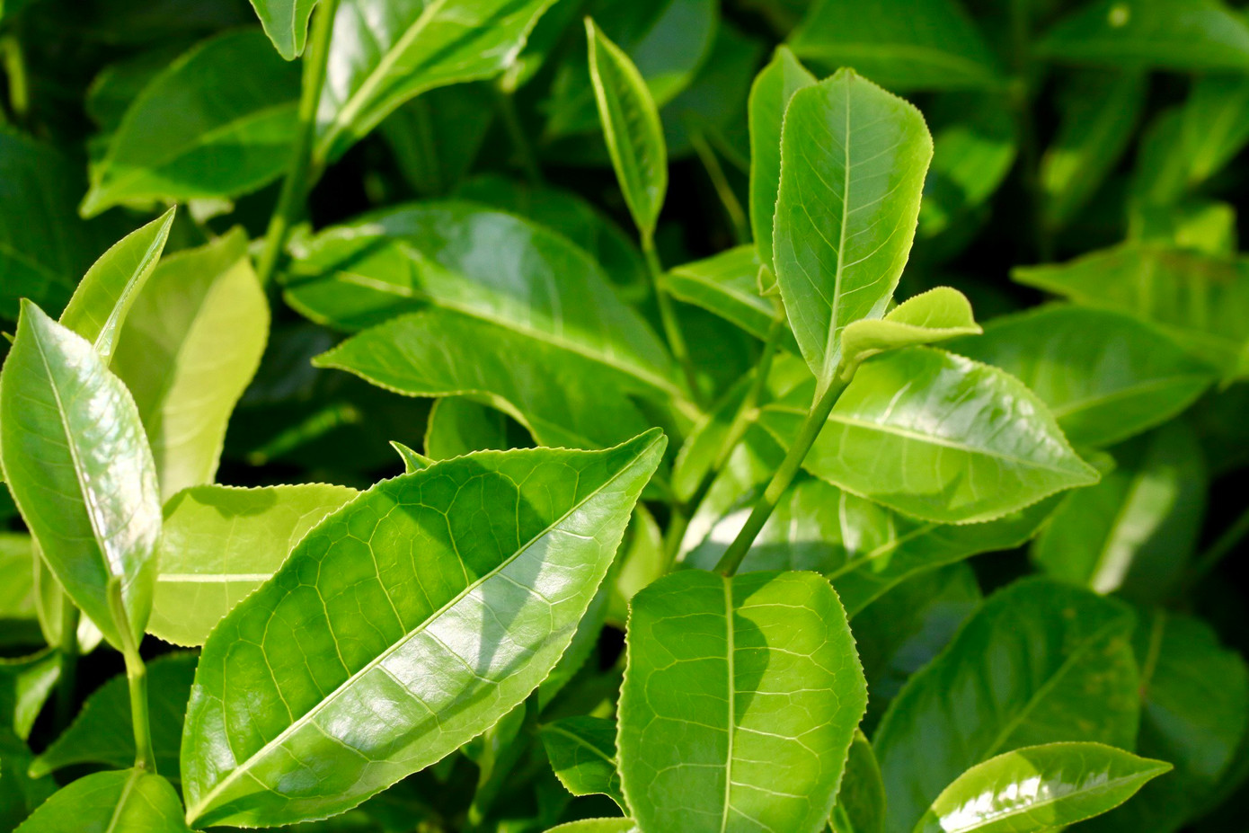 Chè năm nay được người trồng chè đánh giá là đẹp hơn mong đợi và cho sản lượng cao. Sau khi thu hoạch, chè sẽ được nhập về công ty với giá dao động từ 4.700-4.800 đồng/kg.