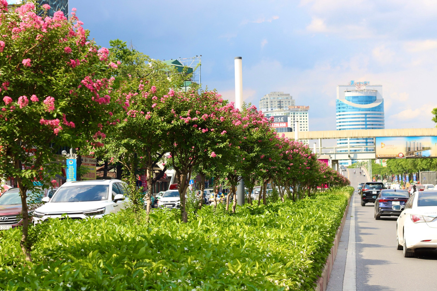 Hàng phong lá đỏ chuyển đi "nhường" lại khoảng trời cho những cây tường vi khoe sắc.
