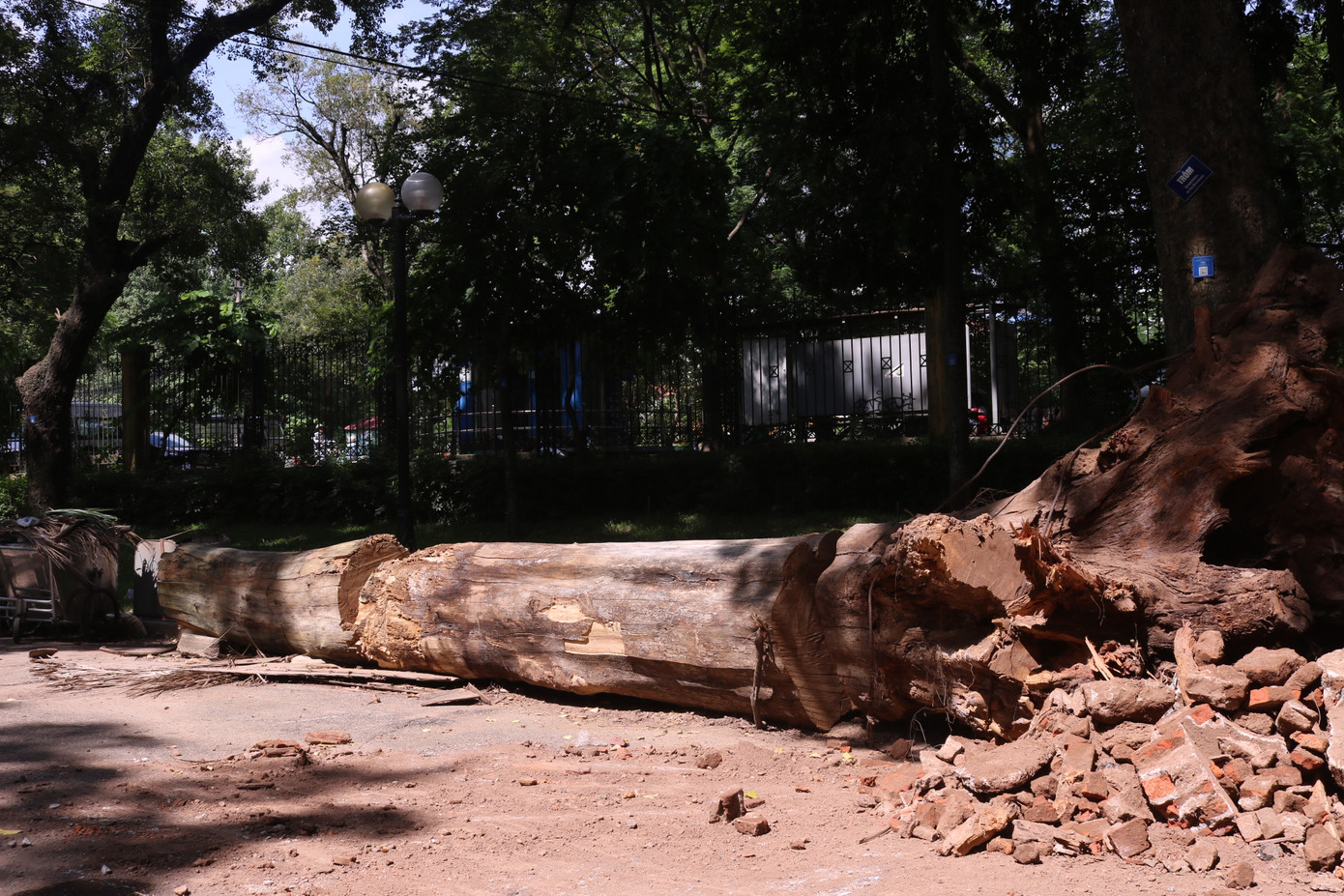 Cây cổ thụ chết khô mới được đốn hạ trong vườn bách thảo cách đây không lâu. Cây cổ thụ chết khô mới được đốn hạ trong vườn bách thảo cách đây không lâu.