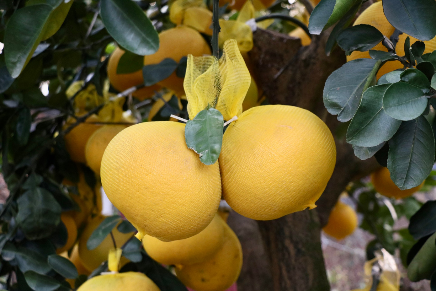 Những quả bưởi được bọc bằng lớp lưới và buộc kỹ càng để tránh bị rơi rụng trong quá trình vận chuyển.