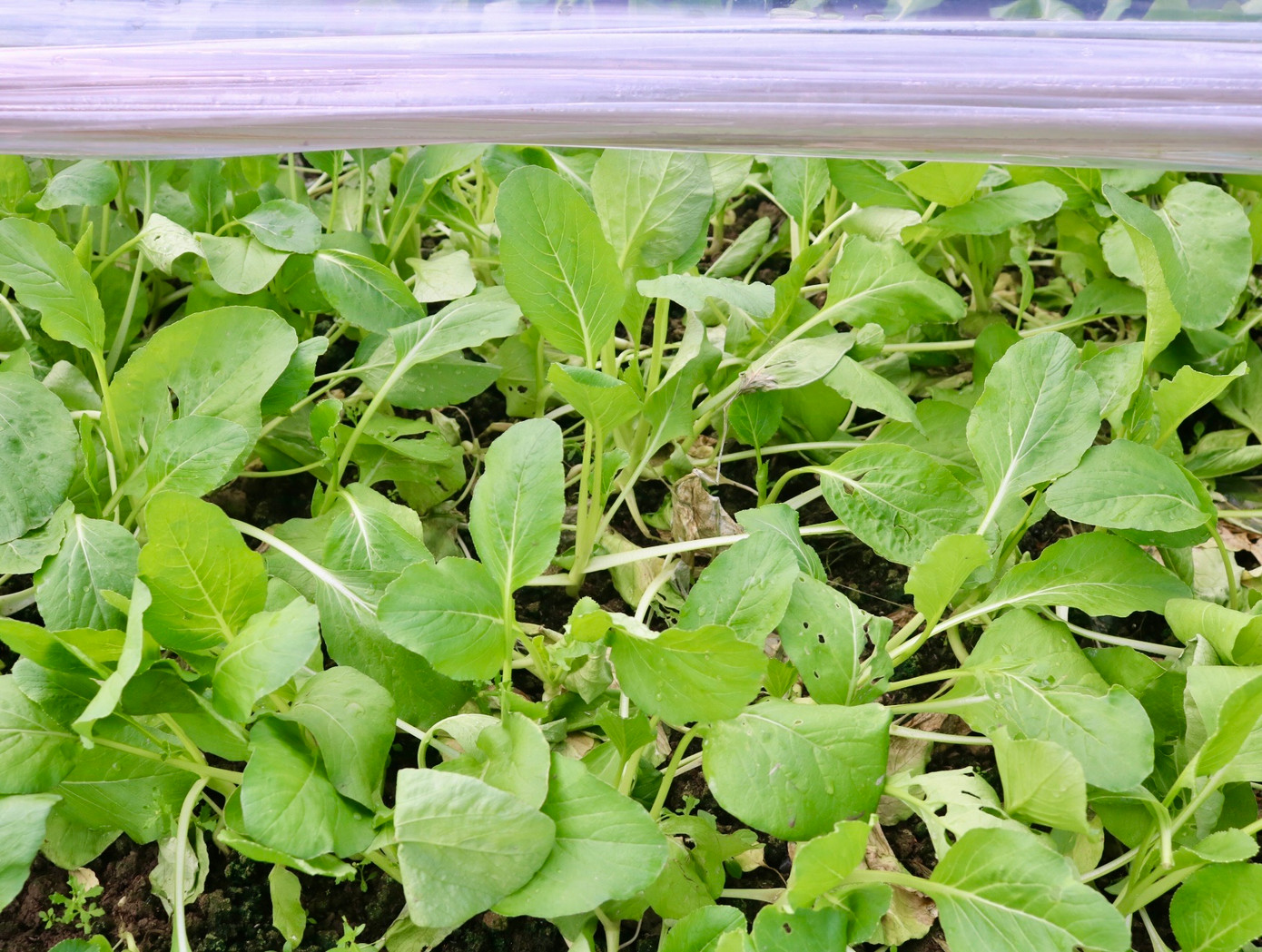 Ghi nhận tại khu vực trồng rau xã Tiền Phong và xã Nam Hồng (huyện Mê Linh), nhiều diện tích trồng rau bị dập nát, hư hỏng. Ghi nhận tại khu vực trồng rau xã Tiền Phong và xã Nam Hồng (huyện Mê Linh), nhiều diện tích trồng rau bị dập nát, hư hỏng.