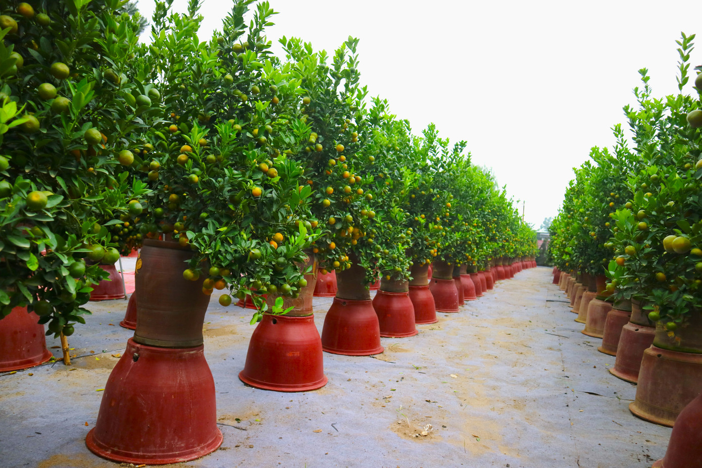 Theo ghi nhận tại làng quất Tứ Liên những ngày này, nhiều nhà vườn vẫn đang tất bật chăm sóc, cắt tỉa cây chuẩn bị cho vụ mùa quan trọng nhất trong năm.